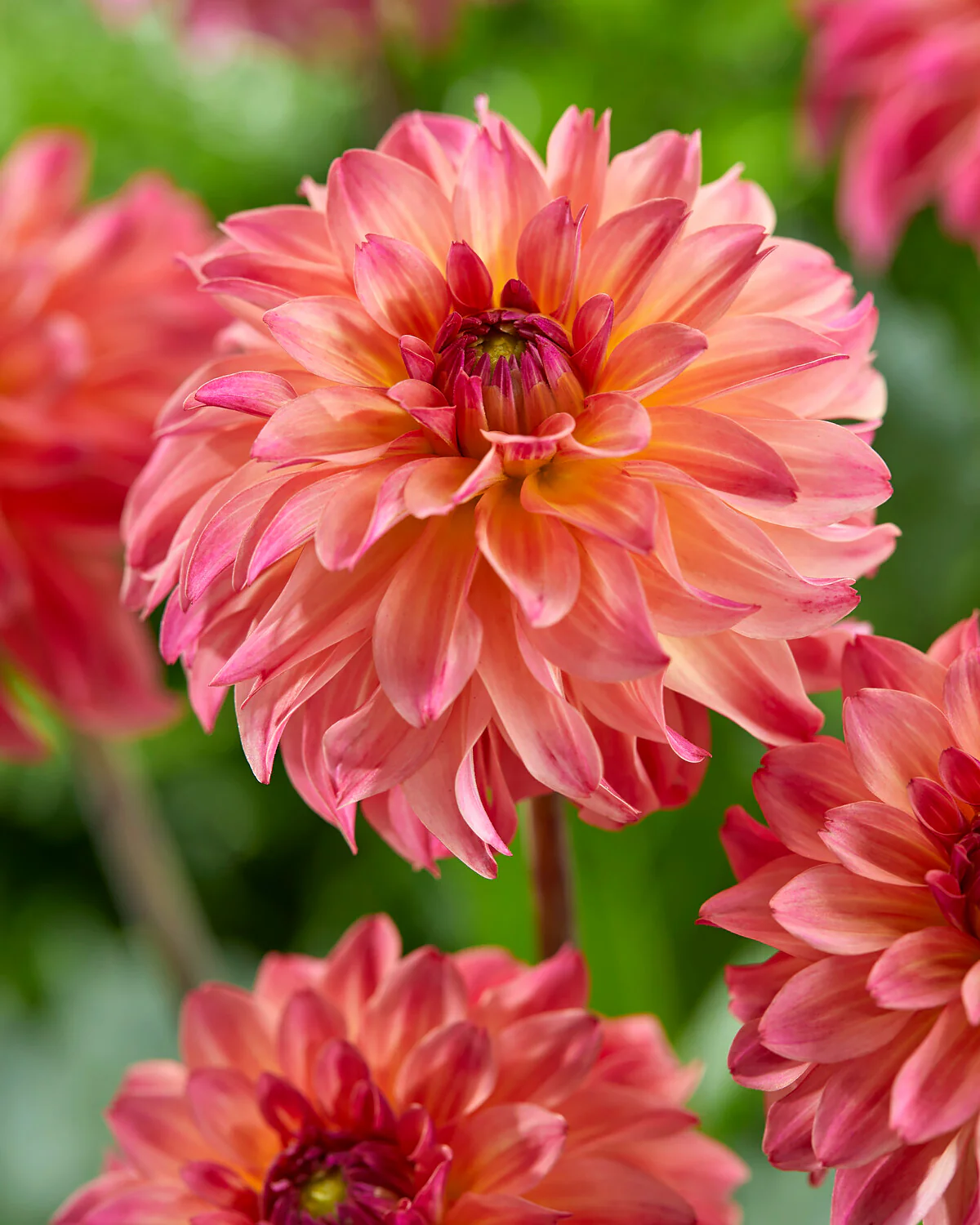 Dahlia 'Belfloor'