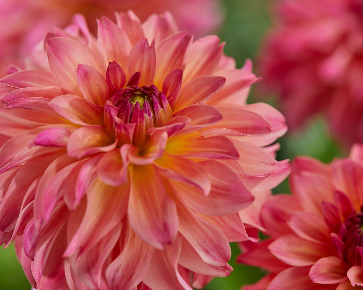 Dahlia 'Belfloor' - Image 2