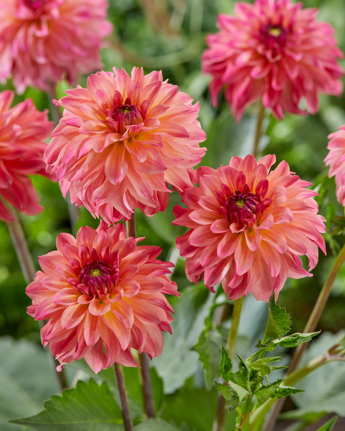 Dahlia 'Belfloor' - Image 3