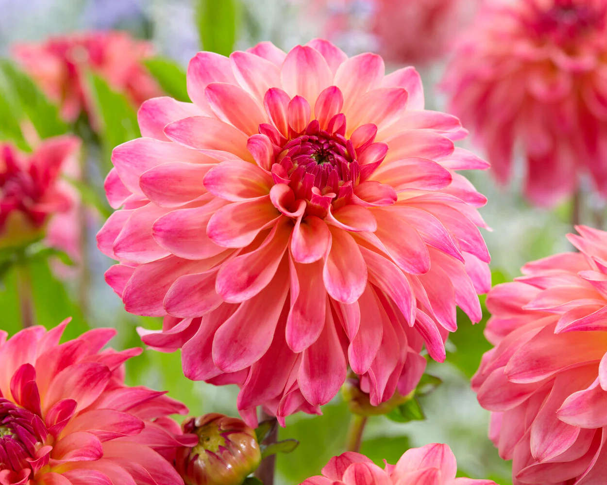 Dahlia 'Belfloor' - Image 4