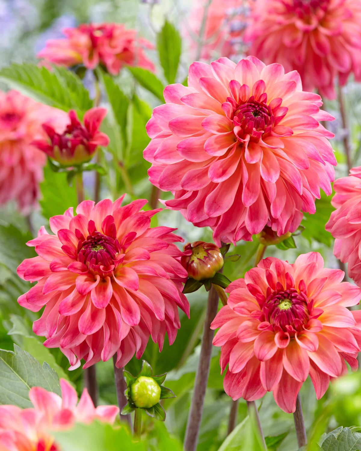 Dahlia 'Belfloor' - Image 5