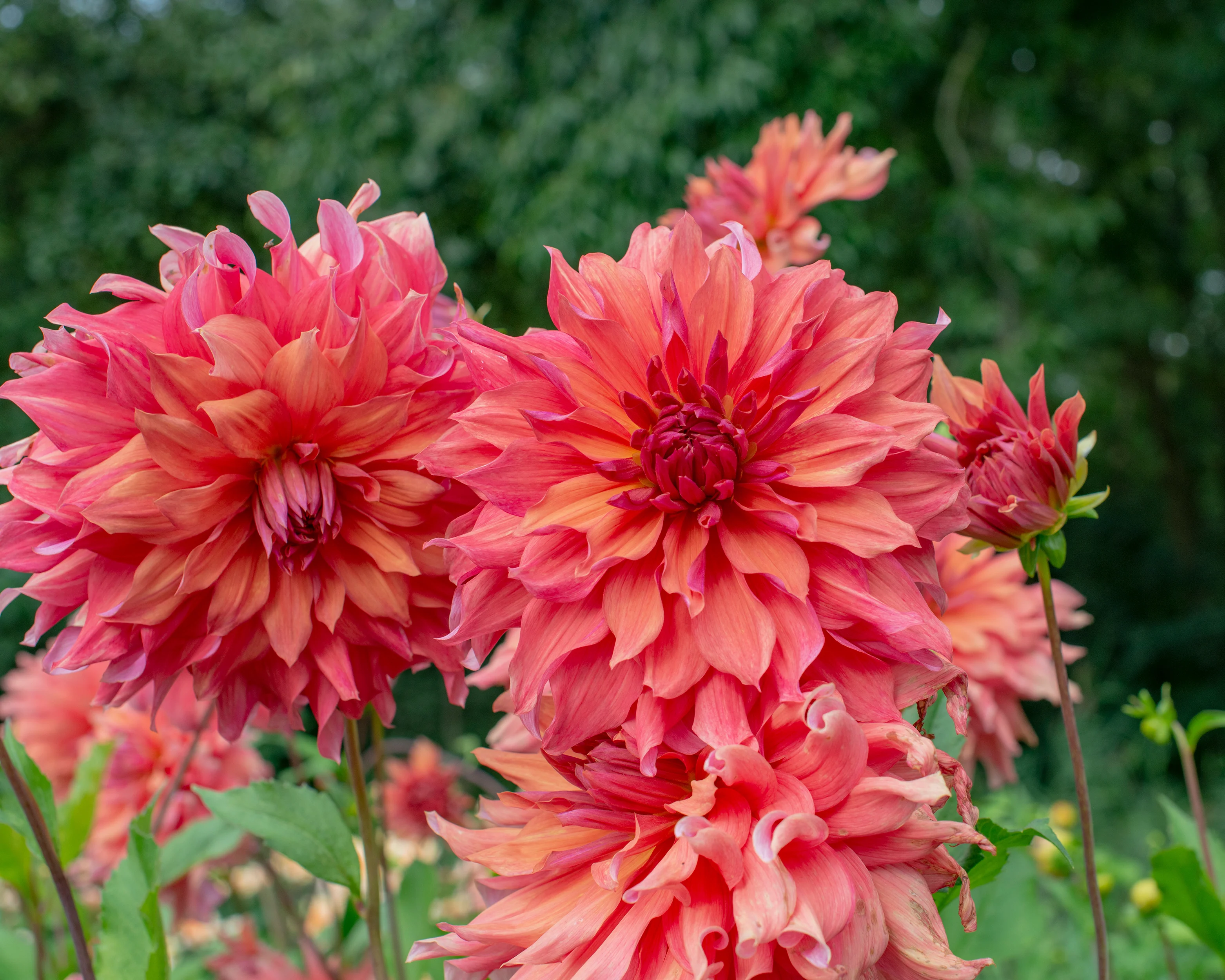 Dahlia 'Belle of Barmera' - Image 3