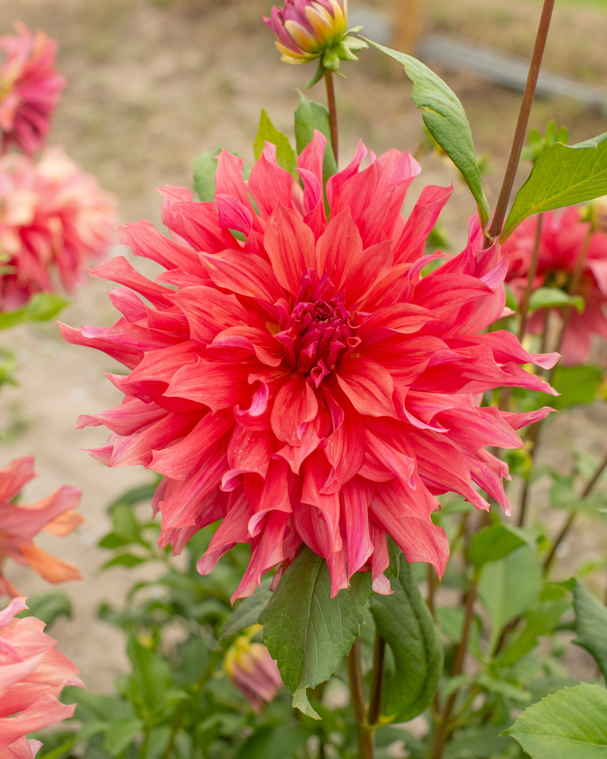 Dahlia 'Belle of Barmera' - Image 4