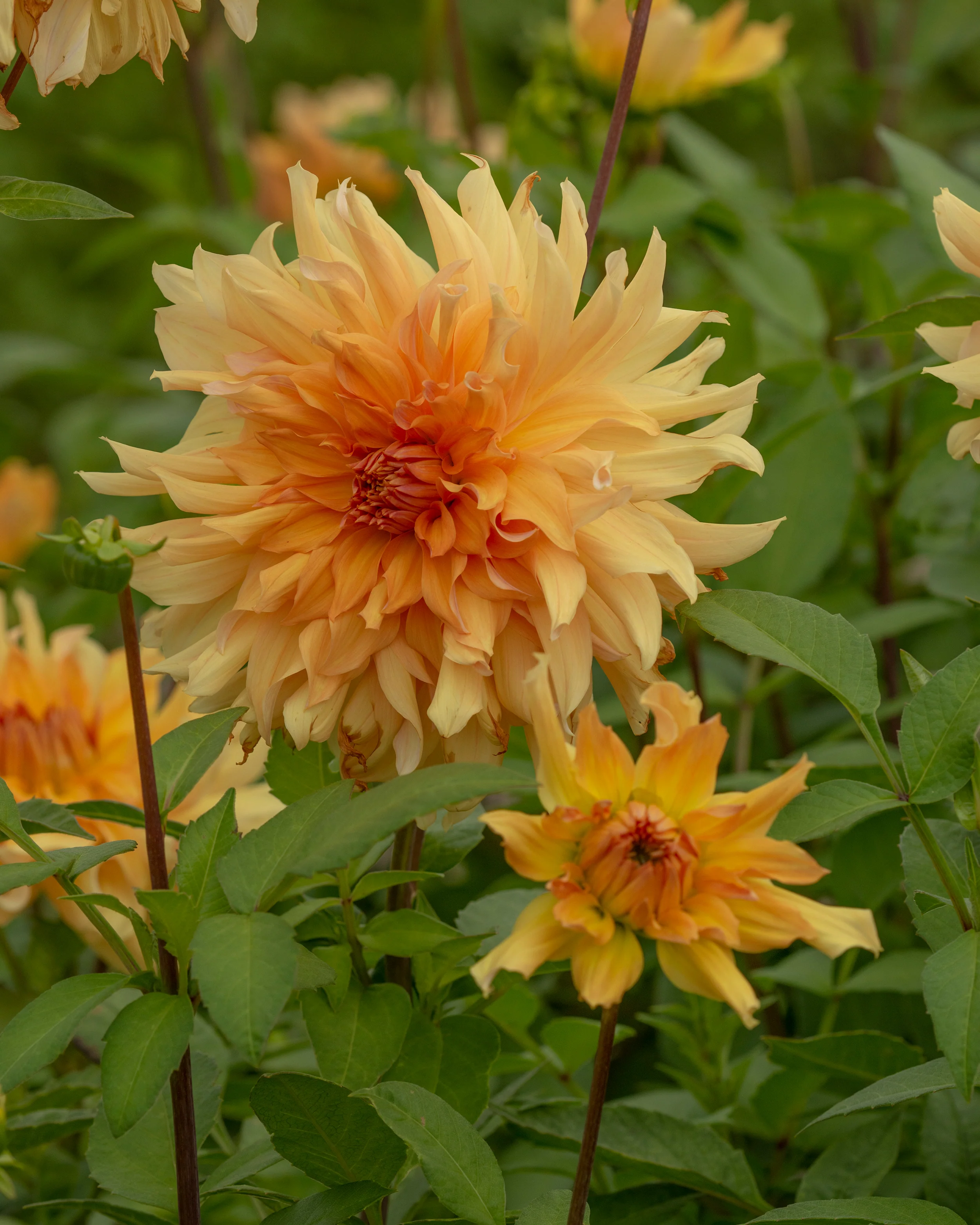 Dahlia 'Big Brother' - Image 3