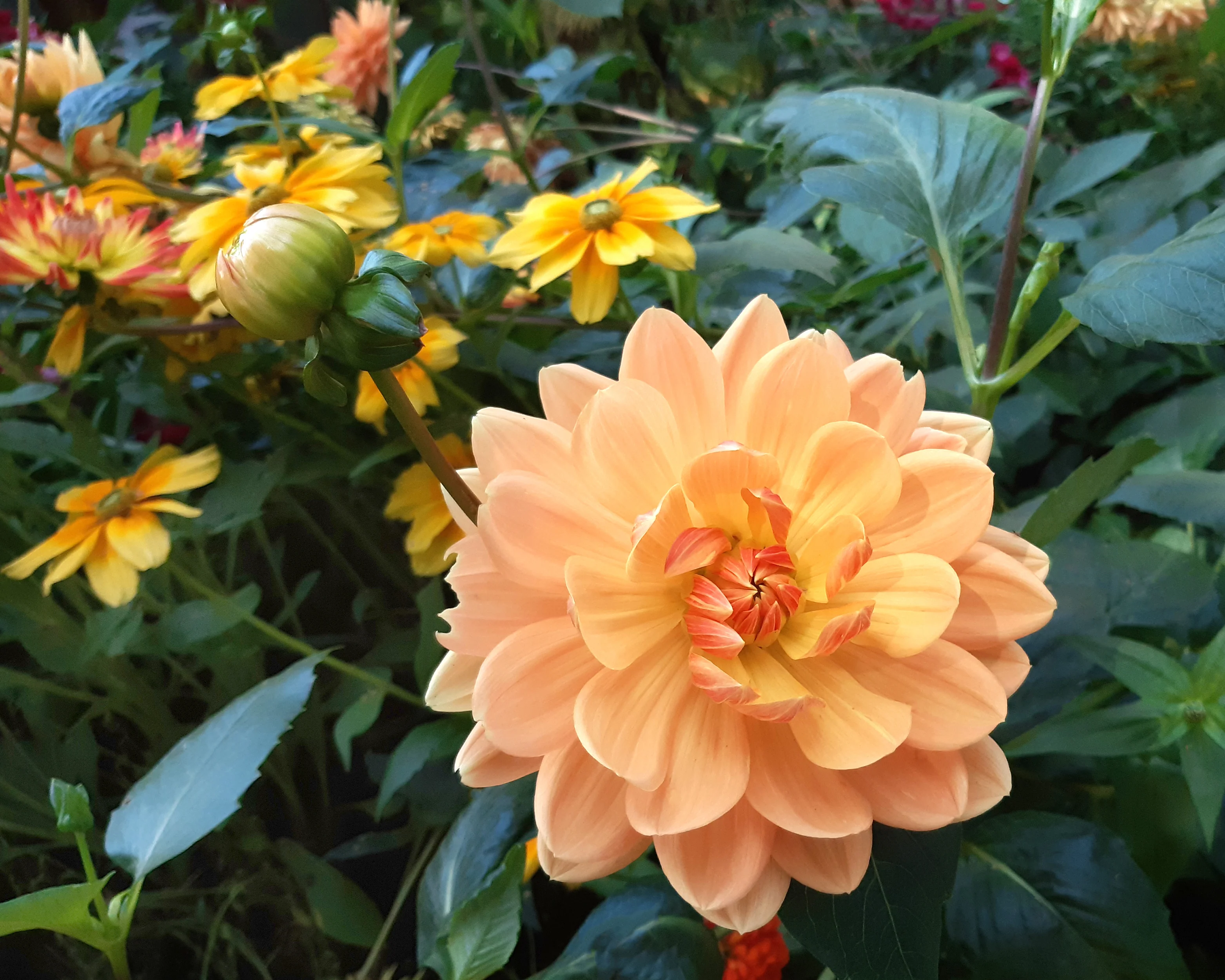 Dahlia 'Big Brother' - Image 4