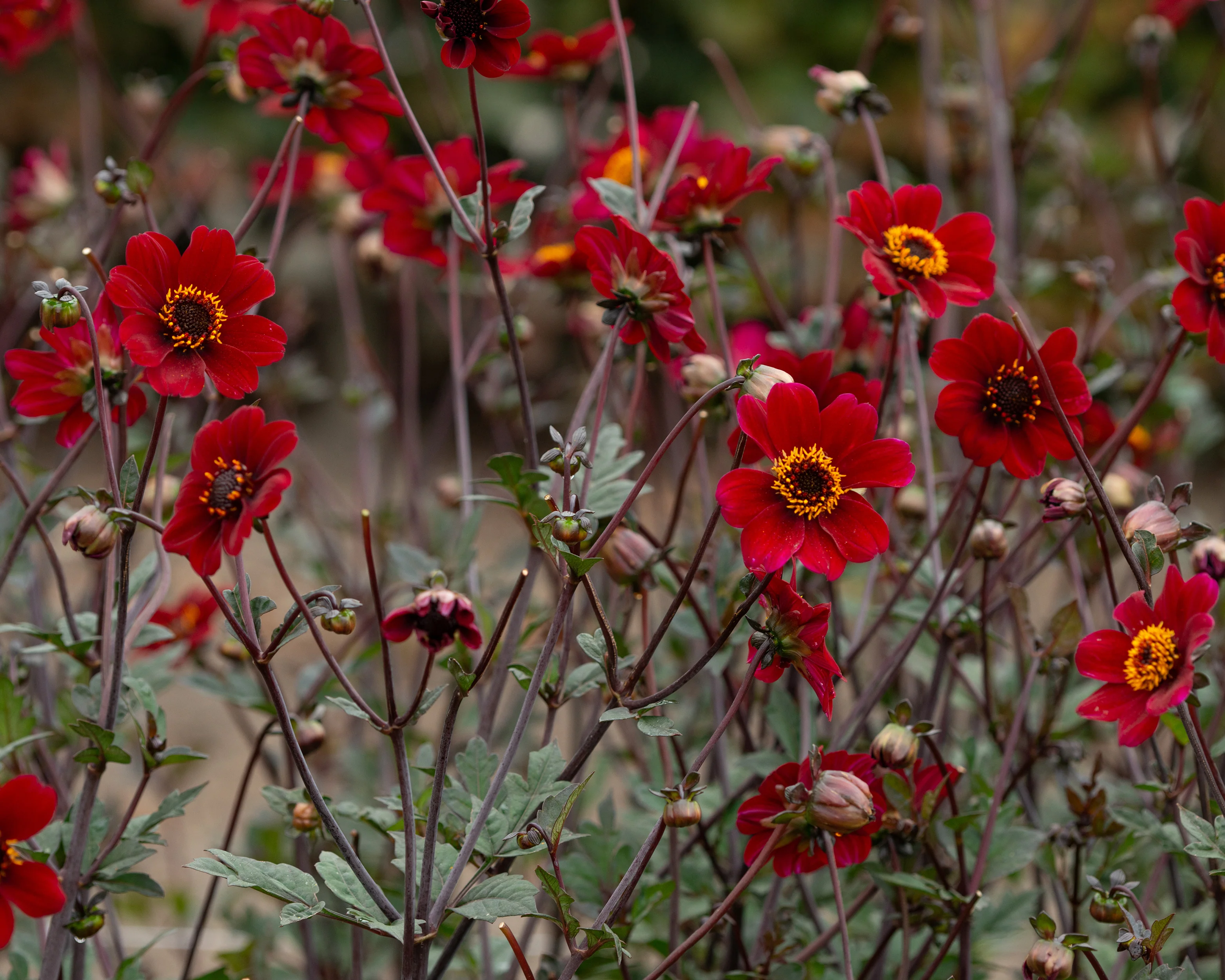 Dahlia 'Bishop of Auckland' - Image 3