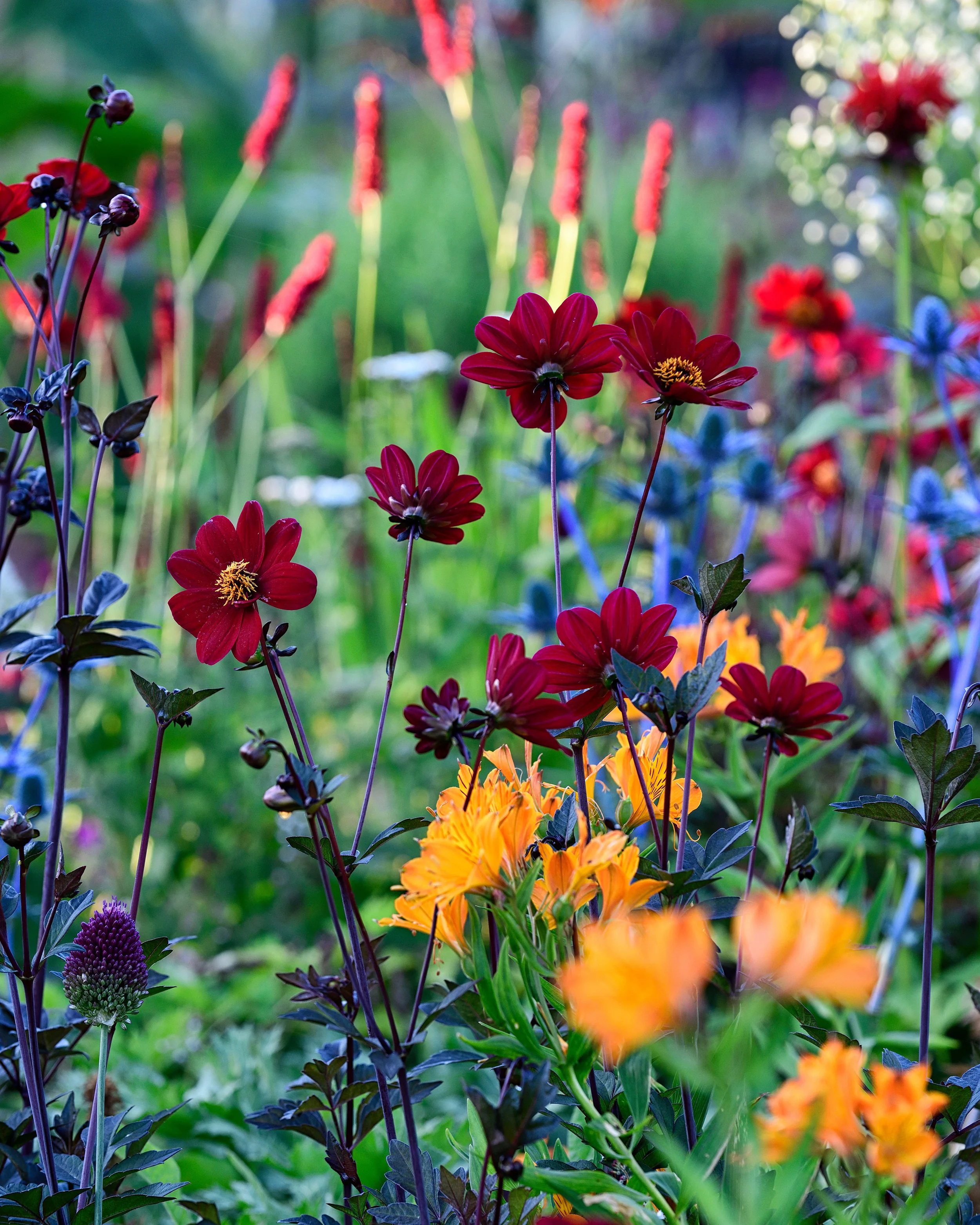 Dahlia 'Bishop of Auckland' - Image 4