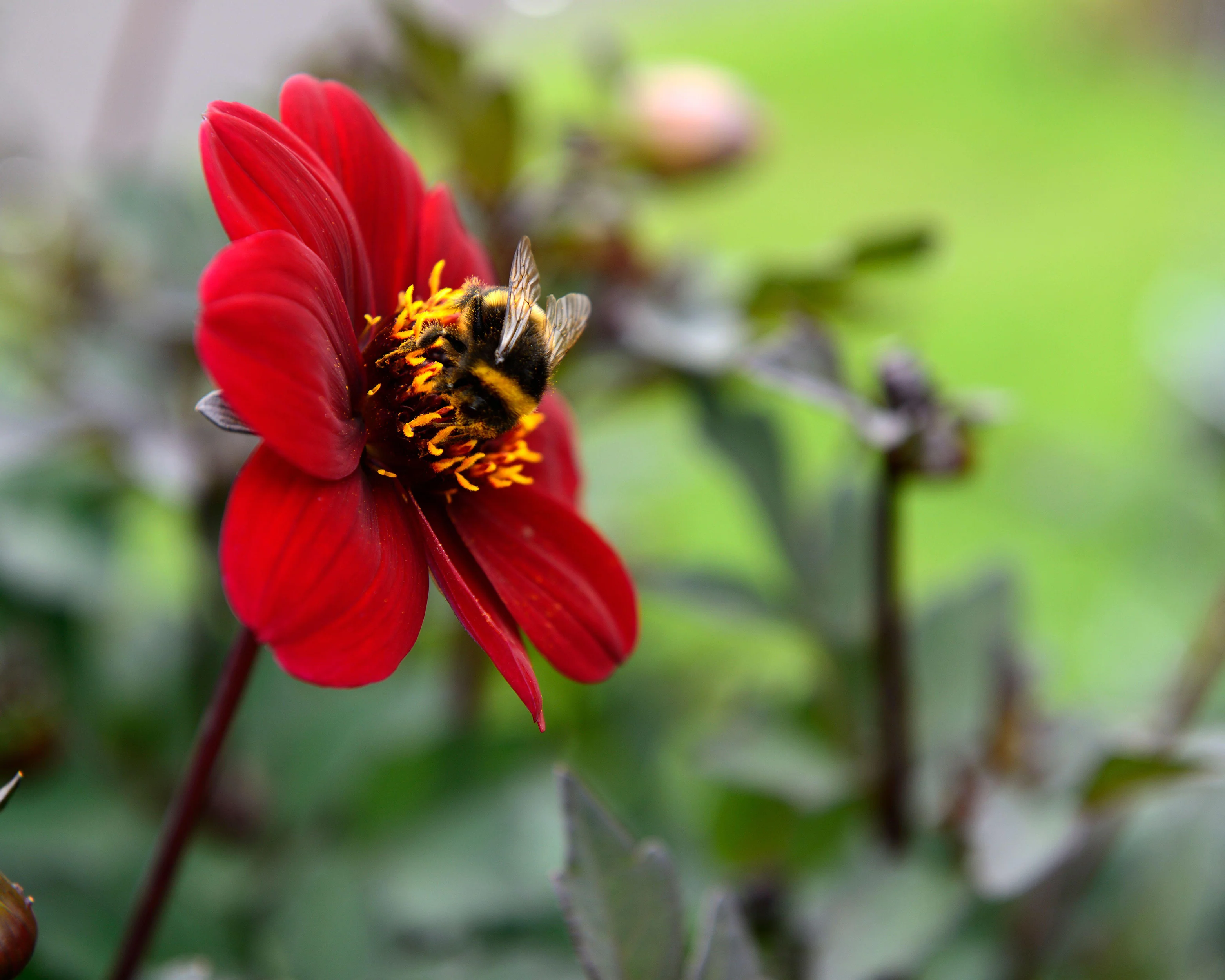 Dahlia 'Bishop of Canterbury' - Image 4