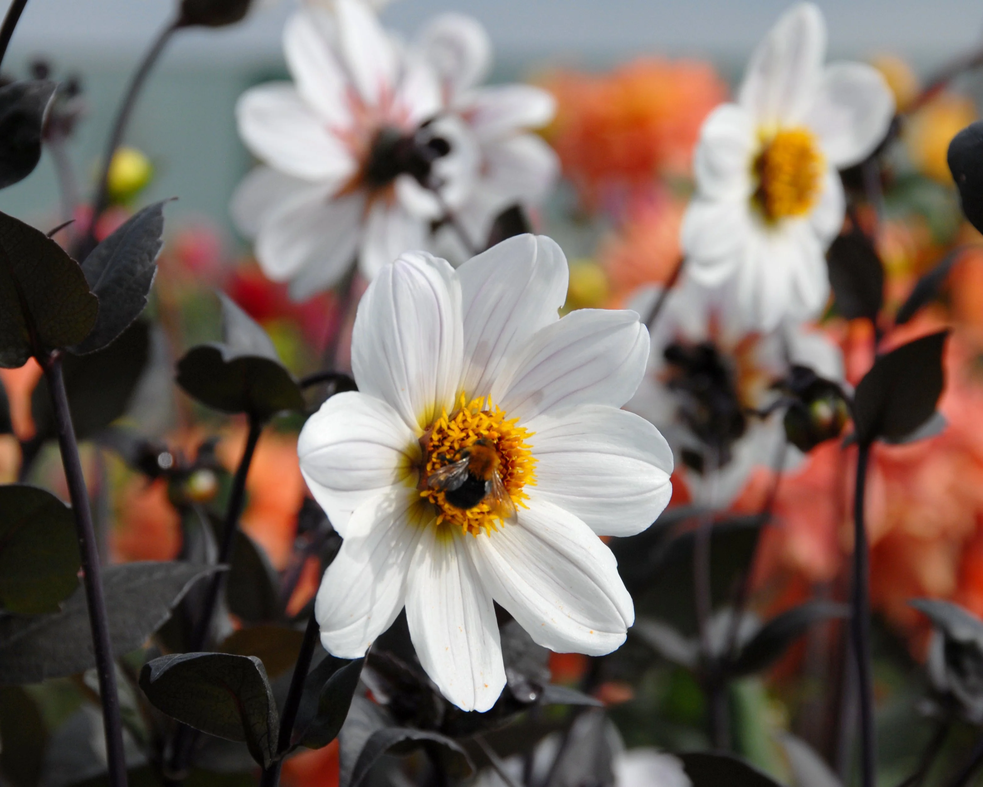 Dahlia 'Bishop of Dover' - Image 4
