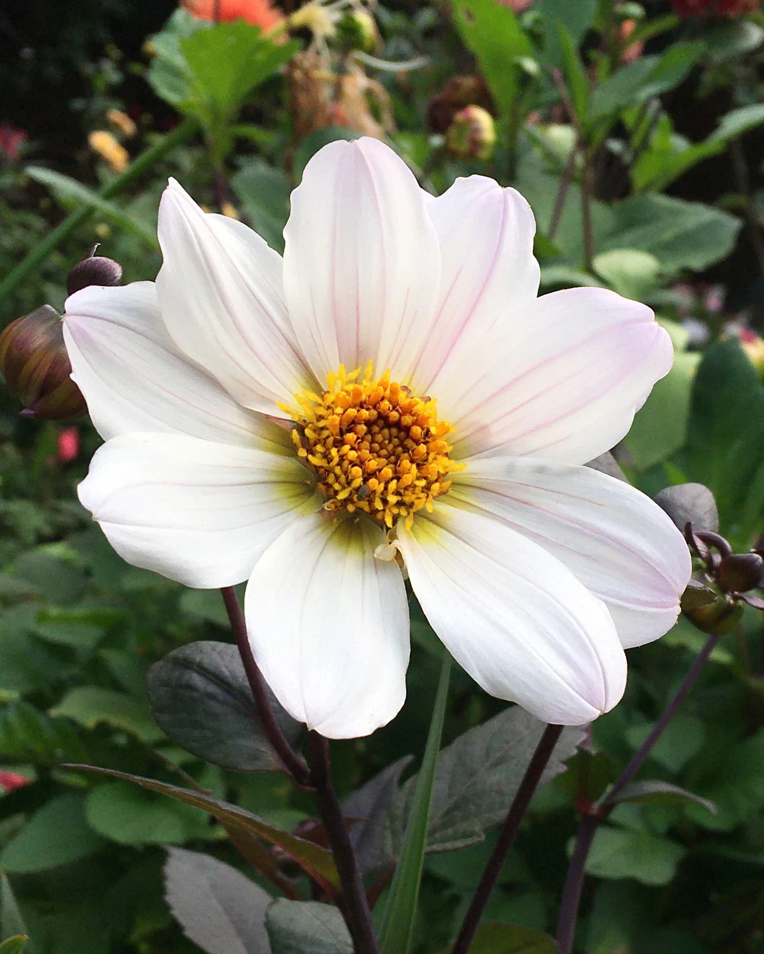 Dahlia 'Bishop of Dover' - Image 5