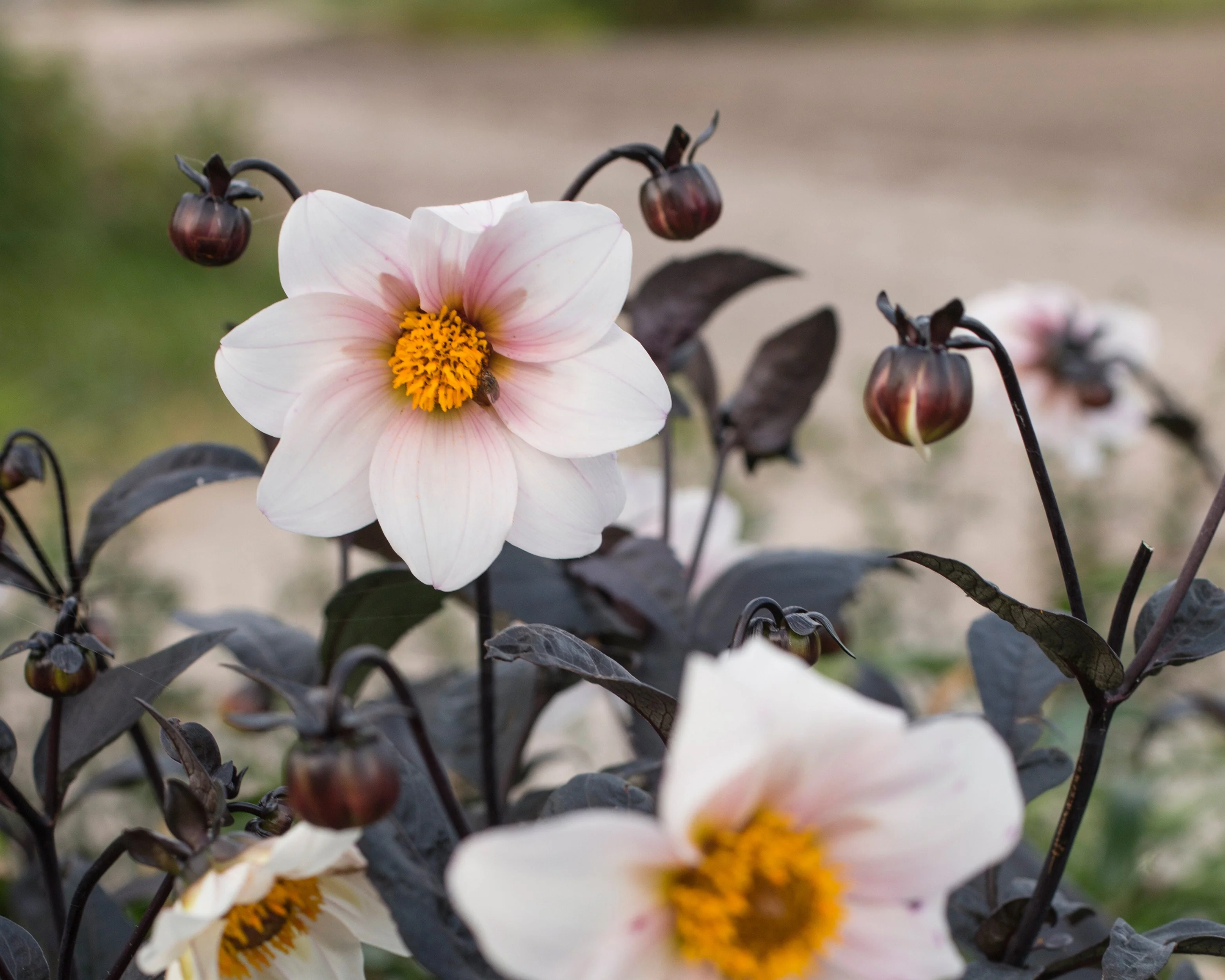 Dahlia 'Bishop of Dover' - Image 6