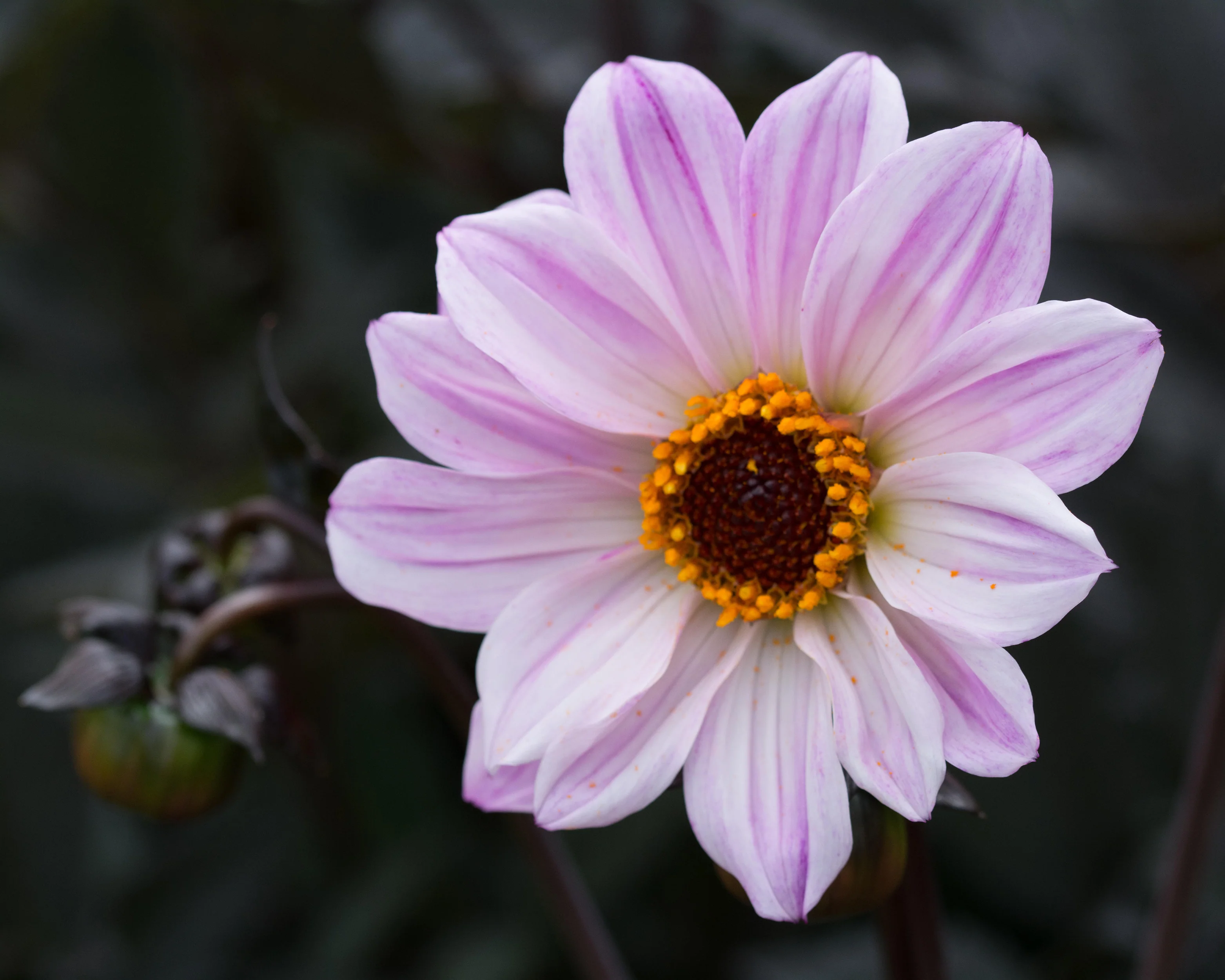 Dahlia 'Bishop of Leicester' - Image 10