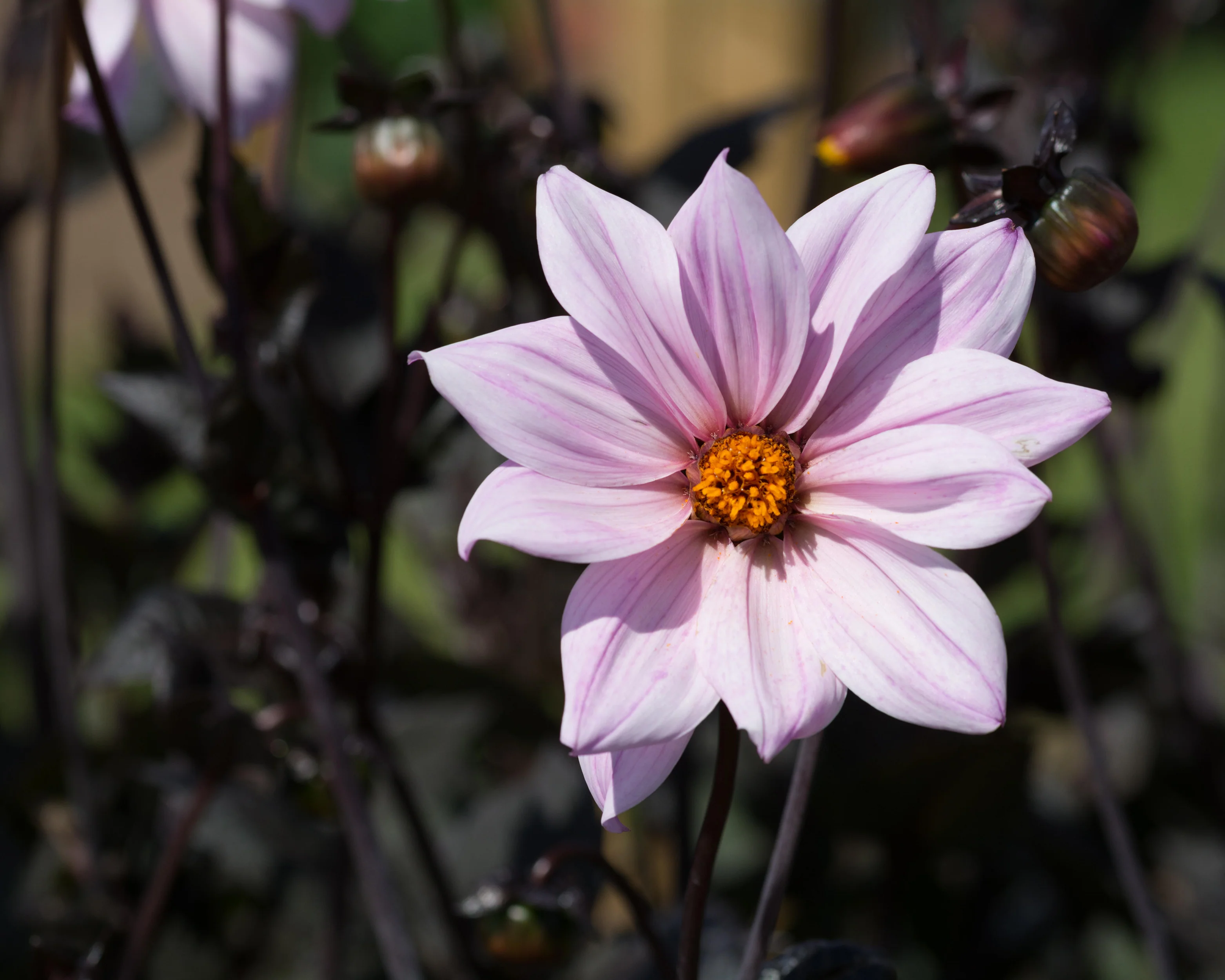 Dahlia 'Bishop of Leicester' - Image 11