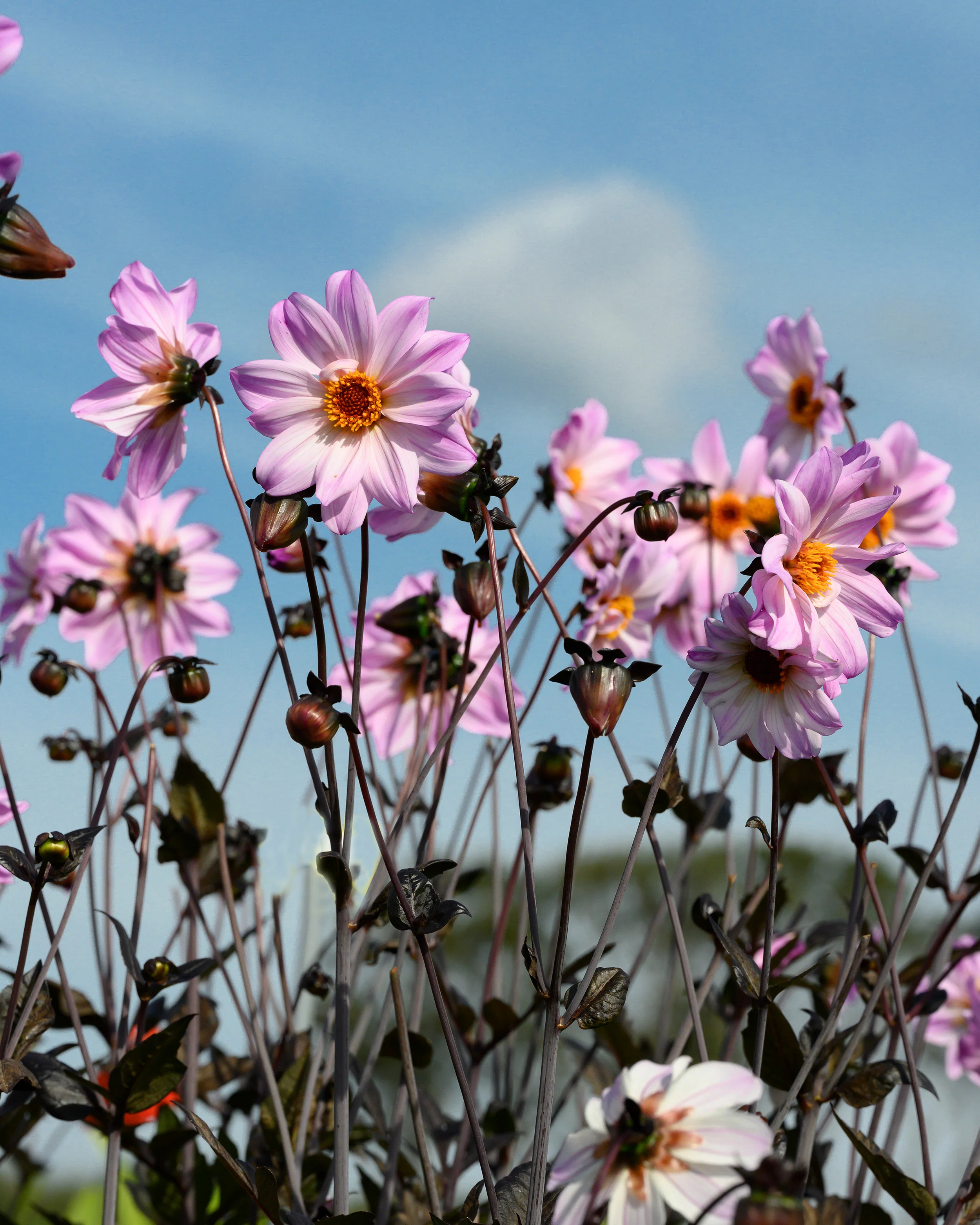 Dahlia 'Bishop of Leicester' - Image 4