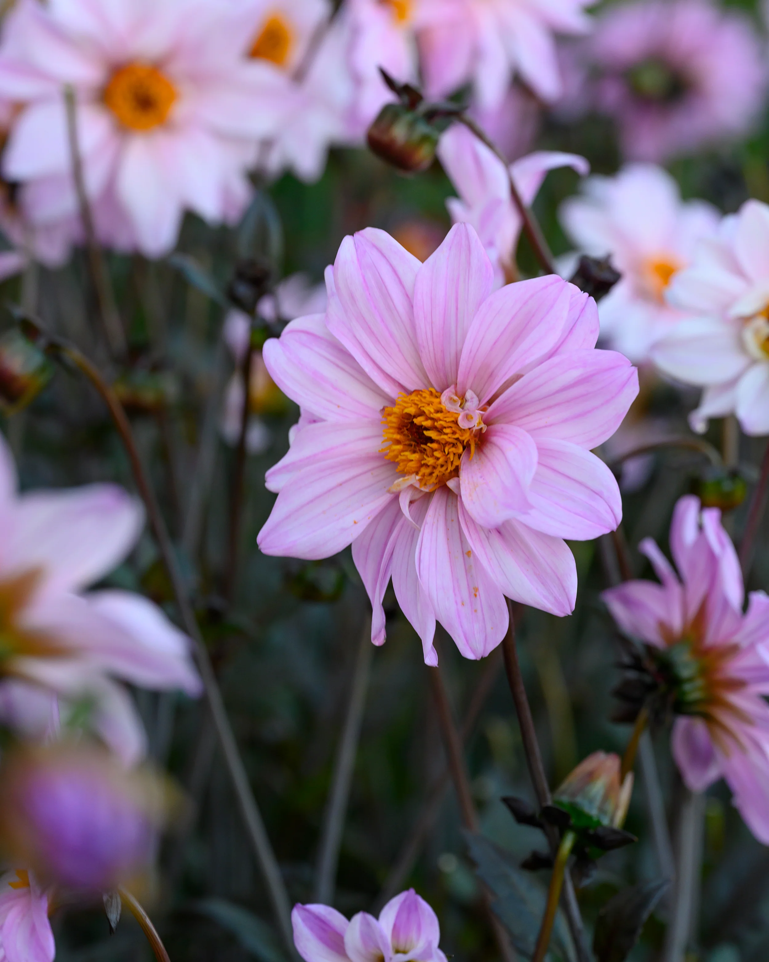 Dahlia 'Bishop of Leicester' - Image 7