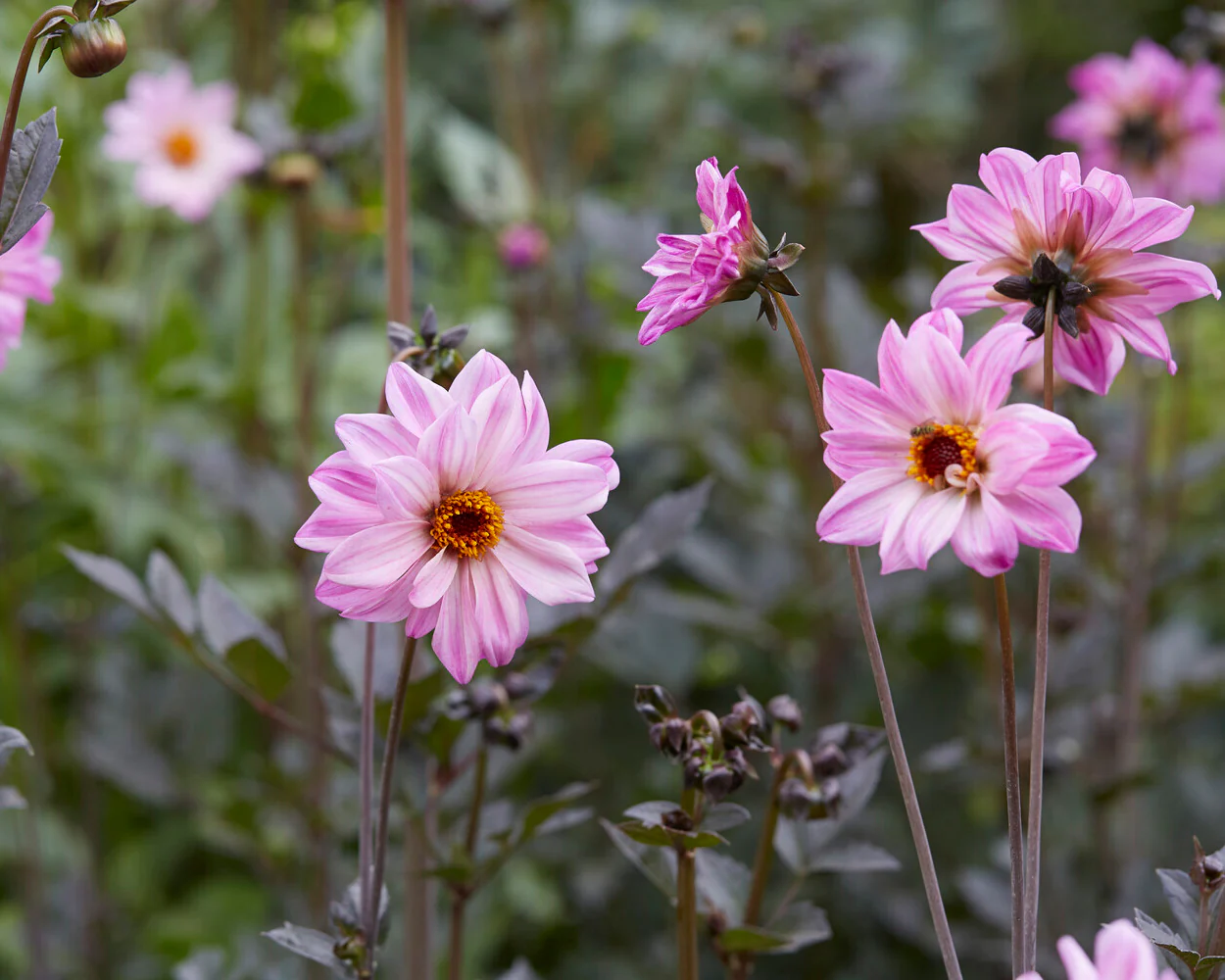 Dahlia 'Bishop of Leicester' - Image 9