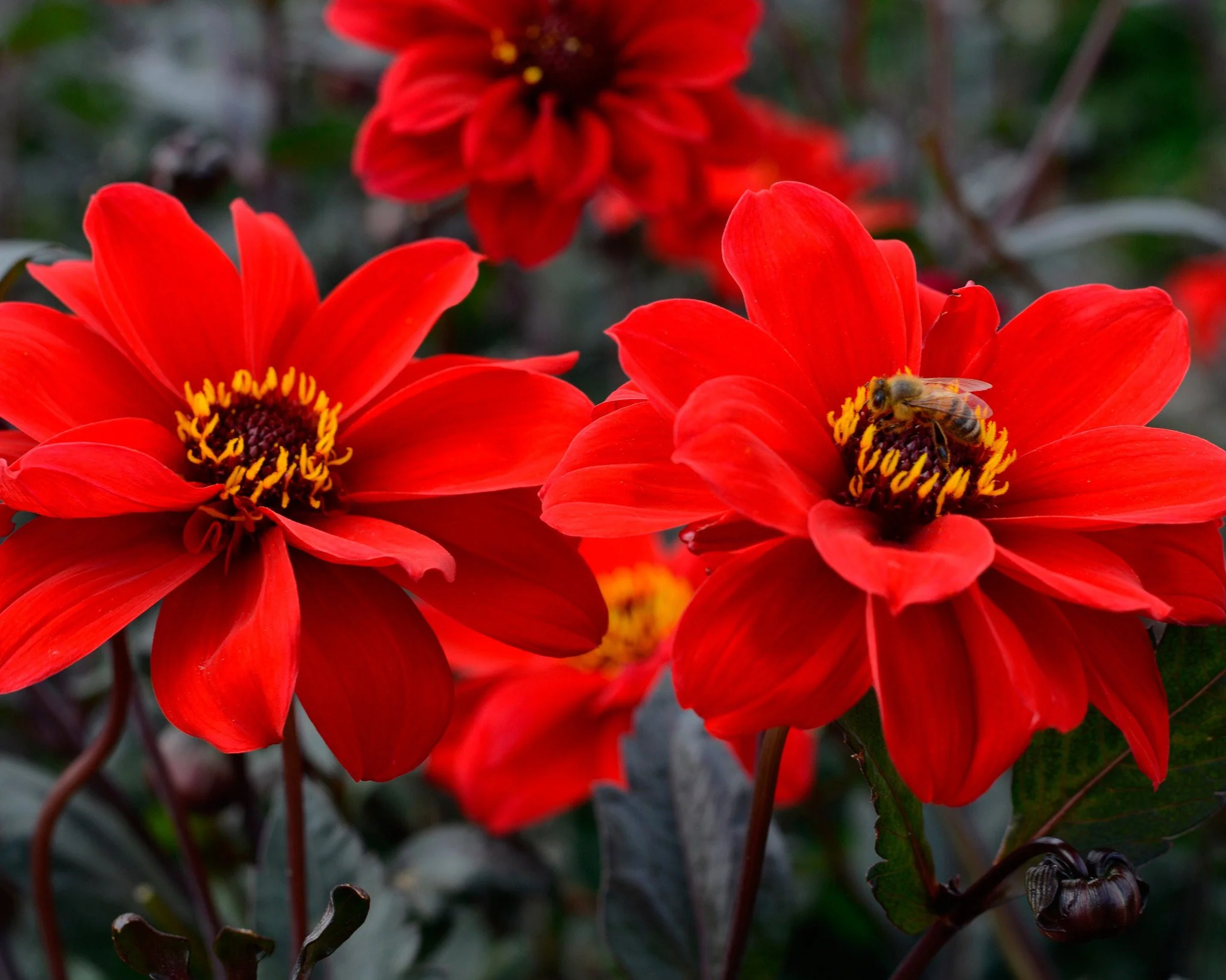 Dahlia 'Bishop of Llandaff' - Image 3