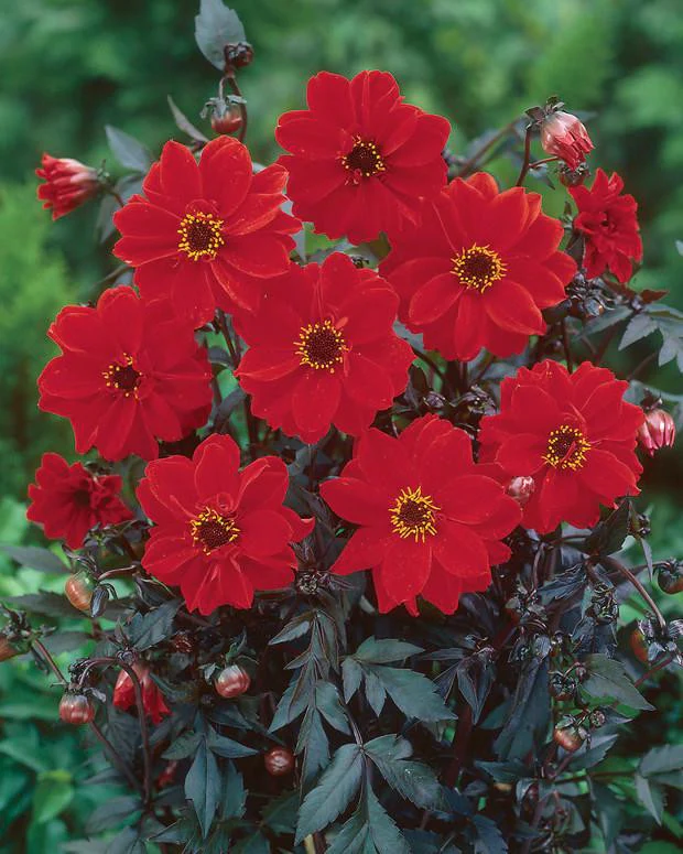 Dahlia 'Bishop of Llandaff' - Image 5