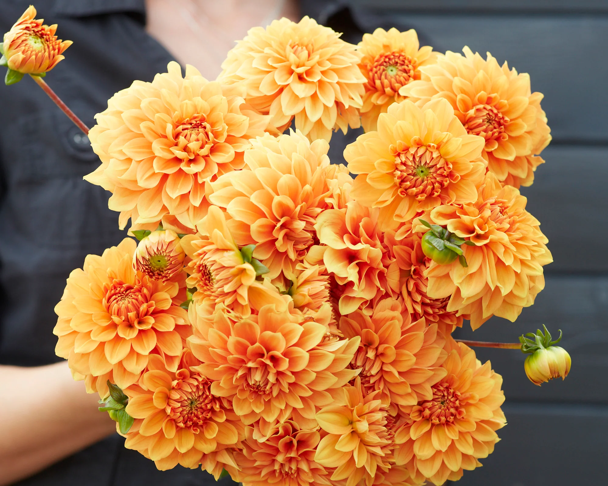 Dahlia 'Bizon Bronze' - Image 2