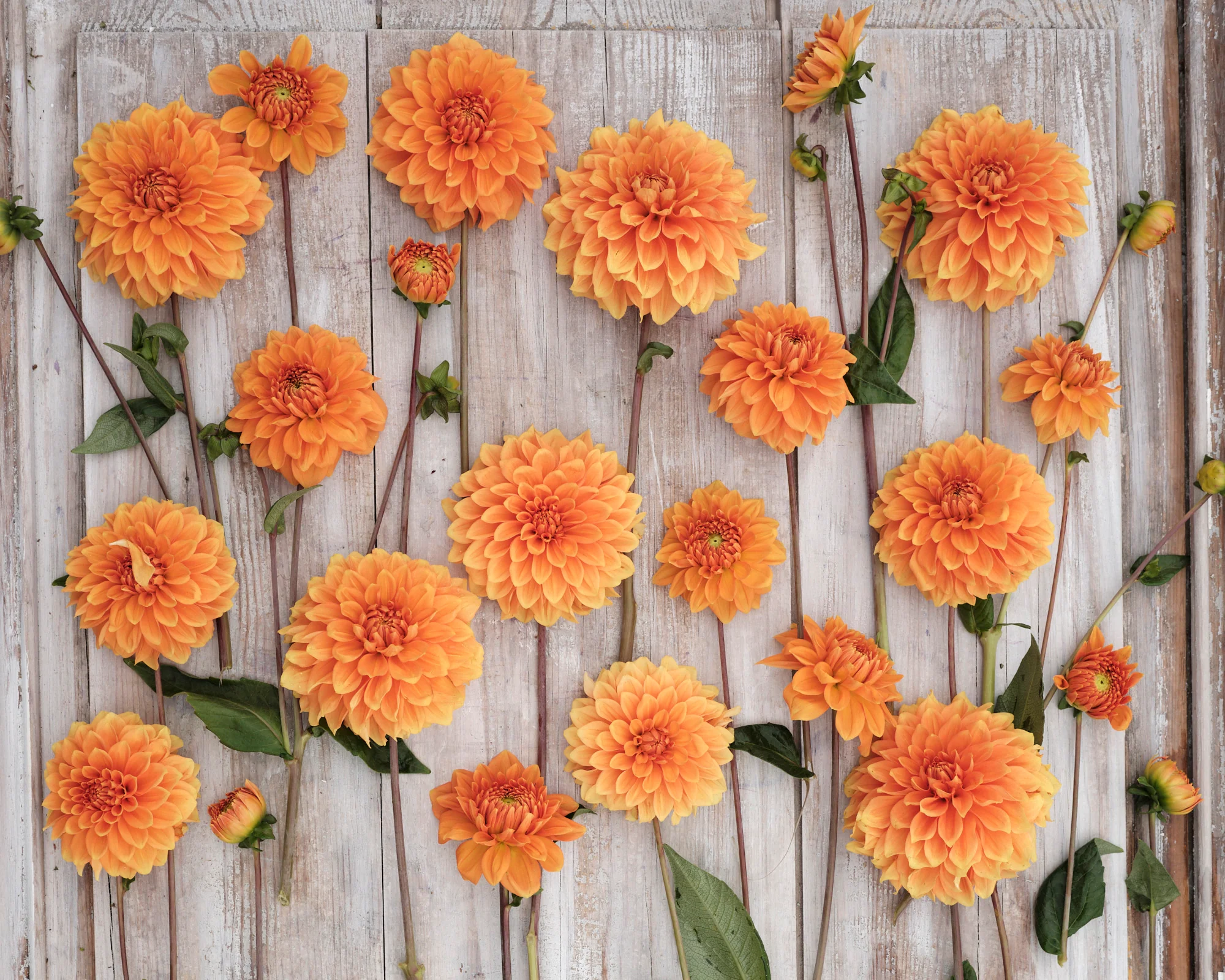 Dahlia 'Bizon Bronze' - Image 3