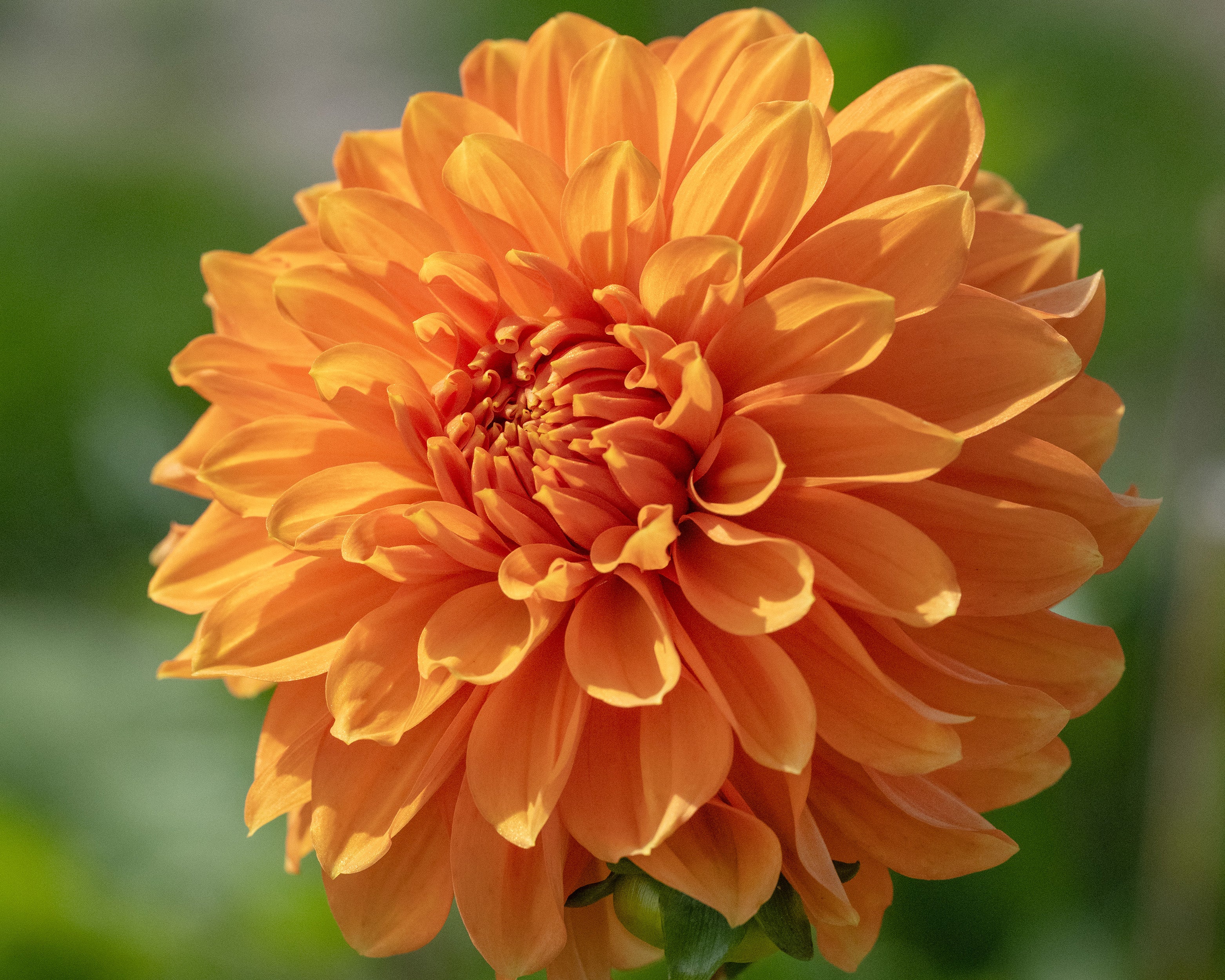 Dahlia 'Bizon Bronze' - Image 4