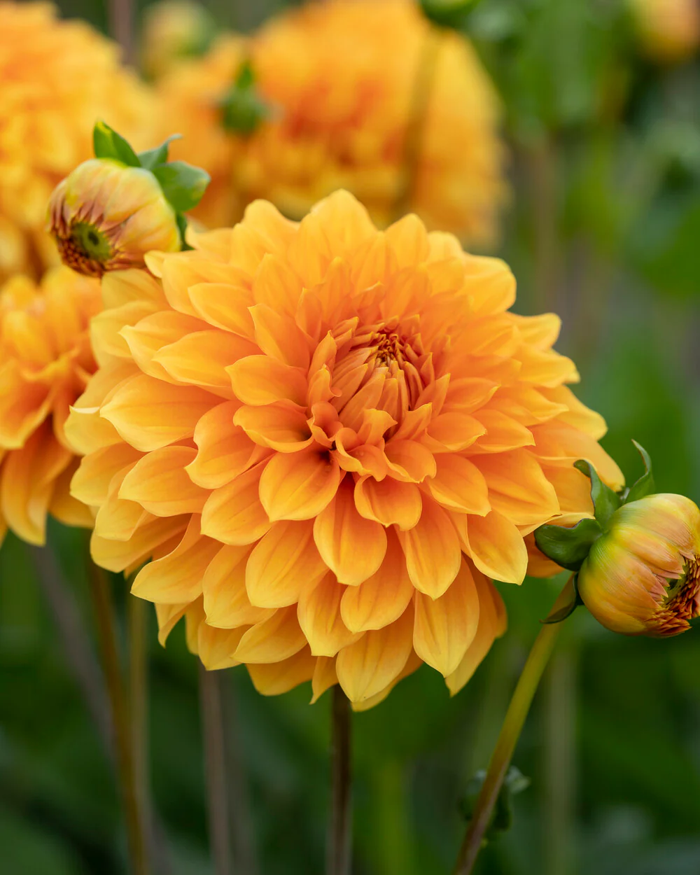 Dahlia 'Bizon Bronze' - Image 5