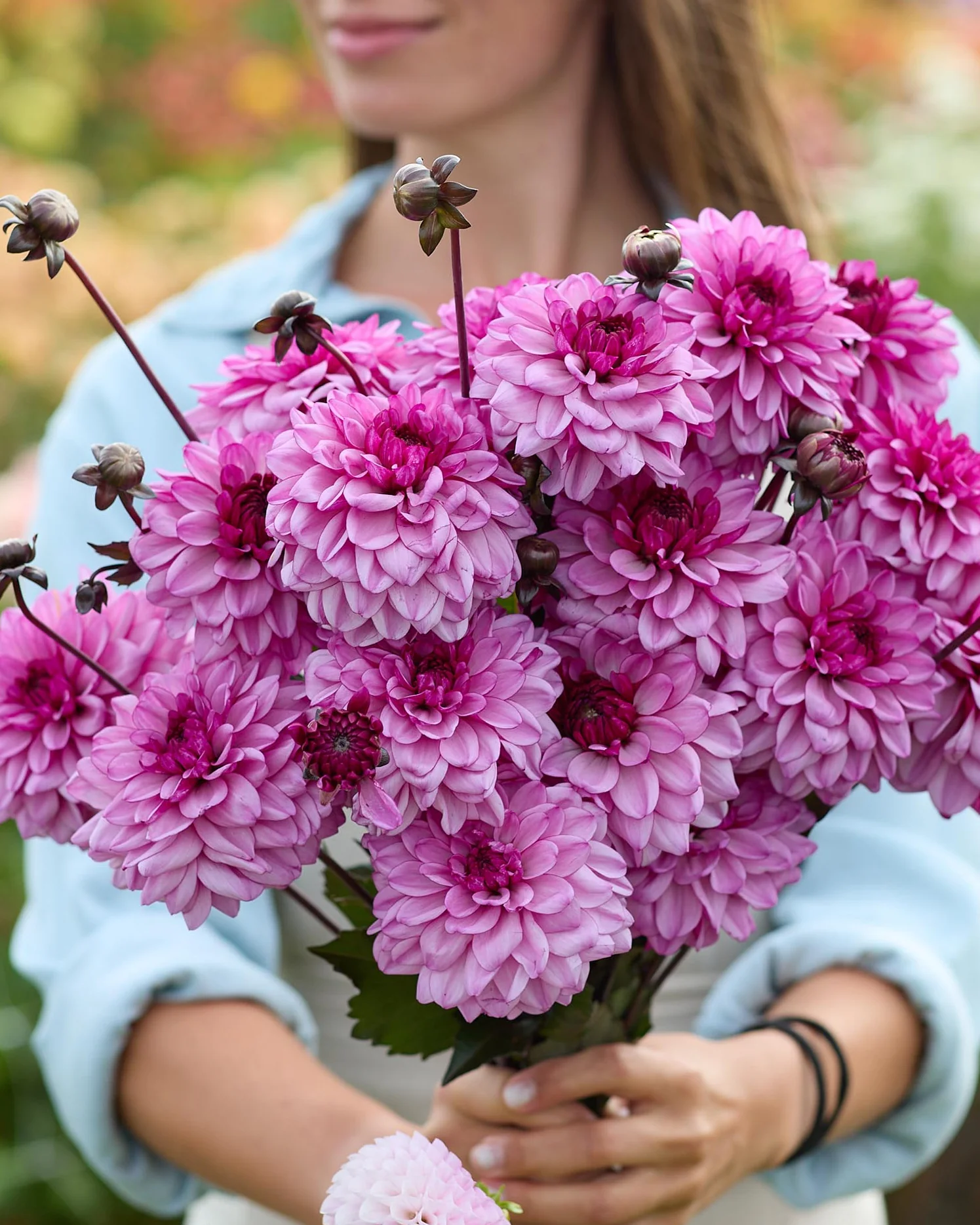 Dahlia 'Bizon Purple Lady'