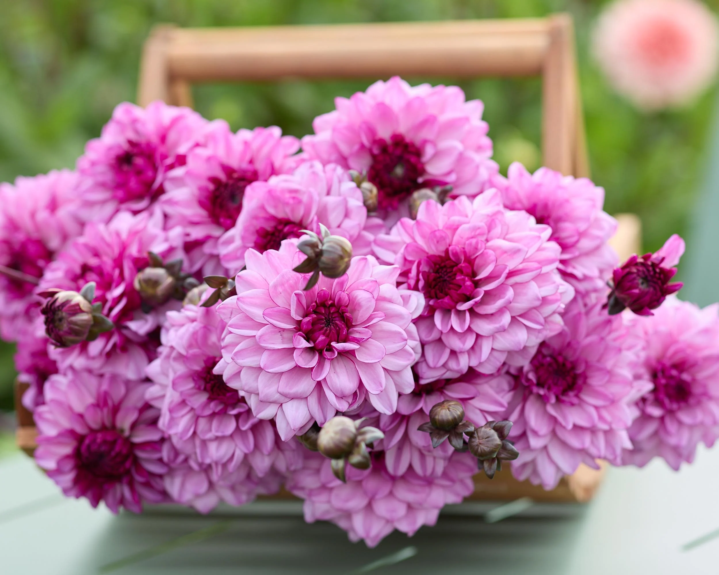 Dahlia 'Bizon Purple Lady' - Image 2