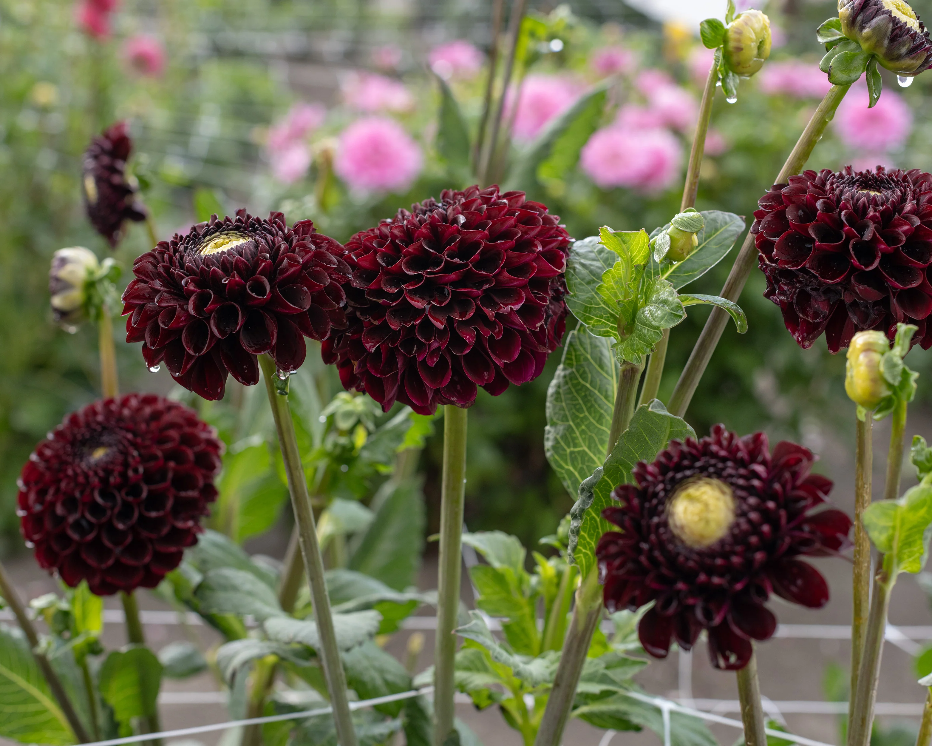 Dahlia 'Black Pierre' - Image 3