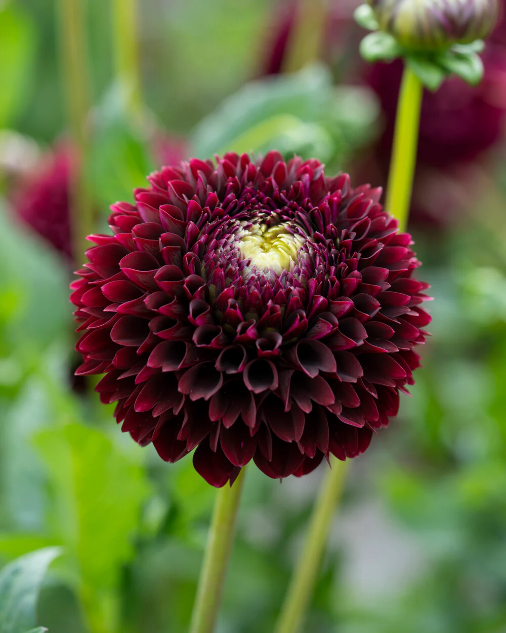 Dahlia 'Black Pierre' - Image 4