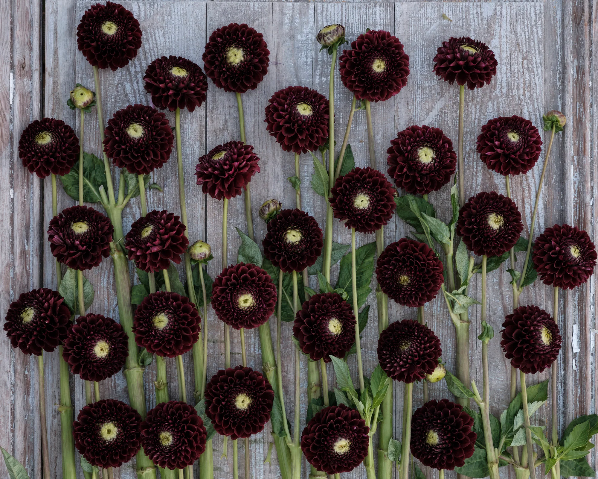Dahlia 'Black Pierre' - Image 5