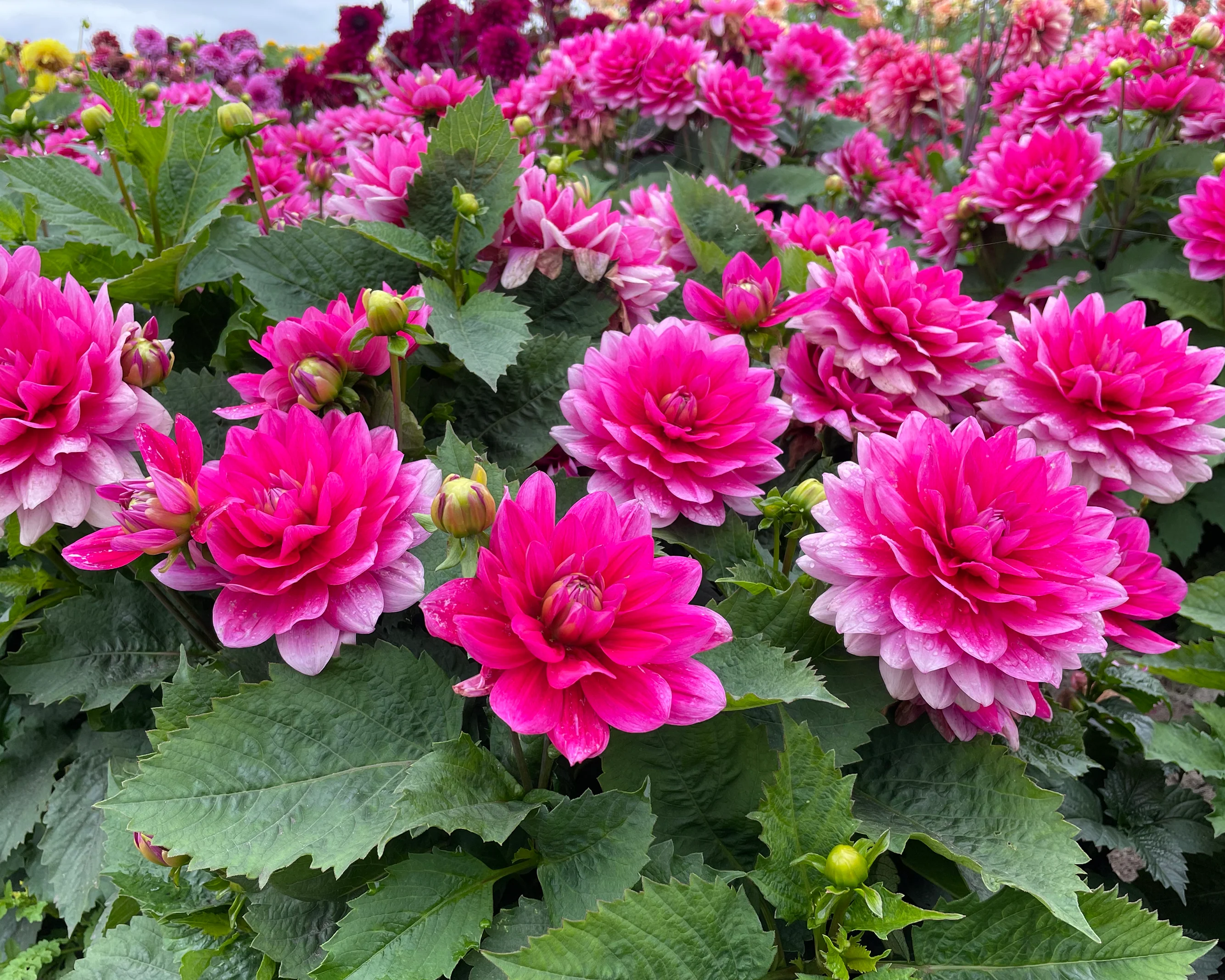 Dahlia 'Bluesette' - Image 4