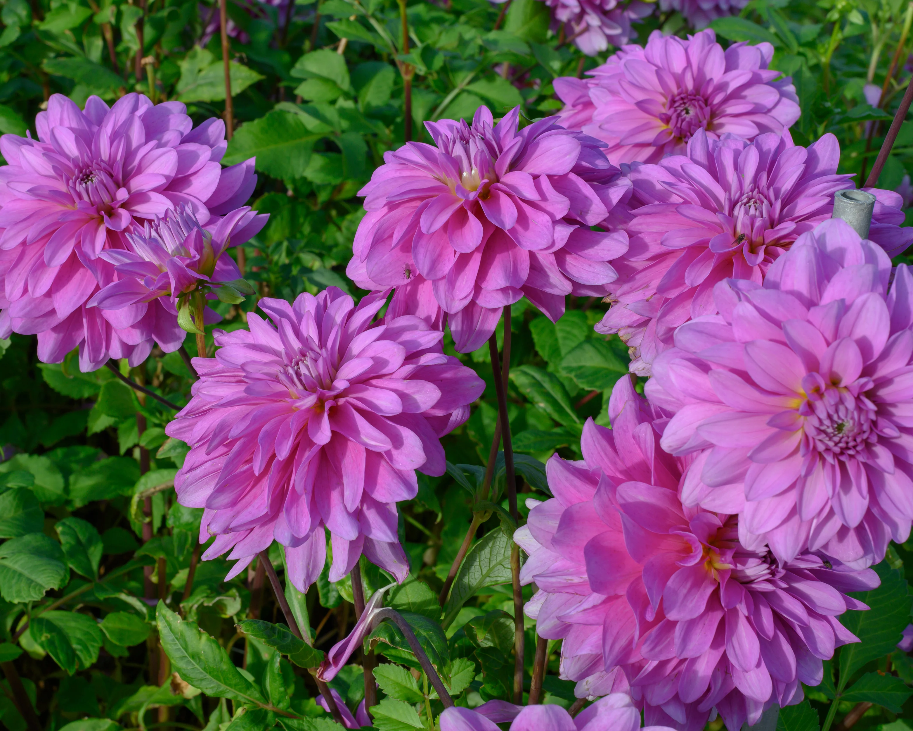 Dahlia 'Bluetiful' - Image 2