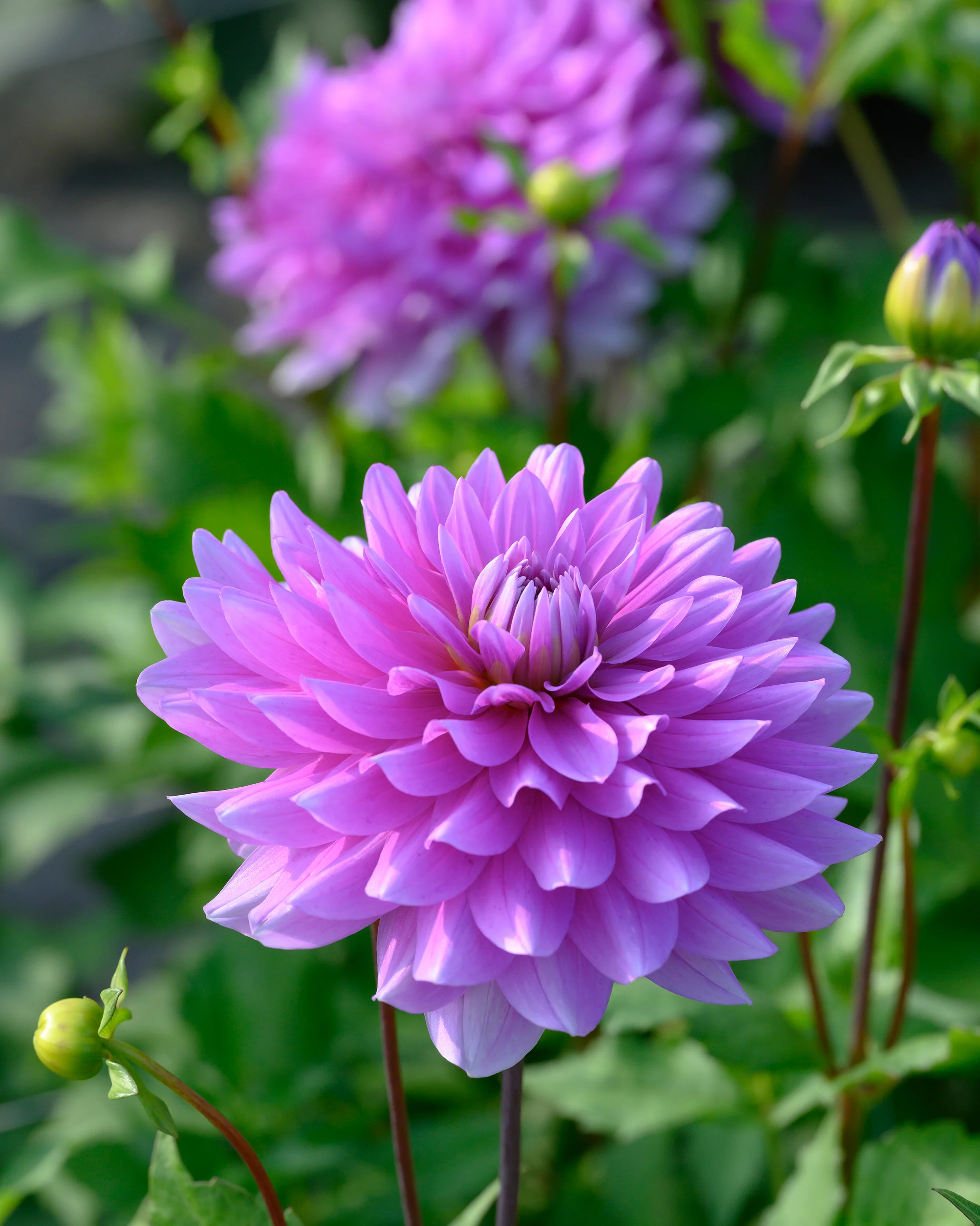 Dahlia 'Bluetiful' - Image 3