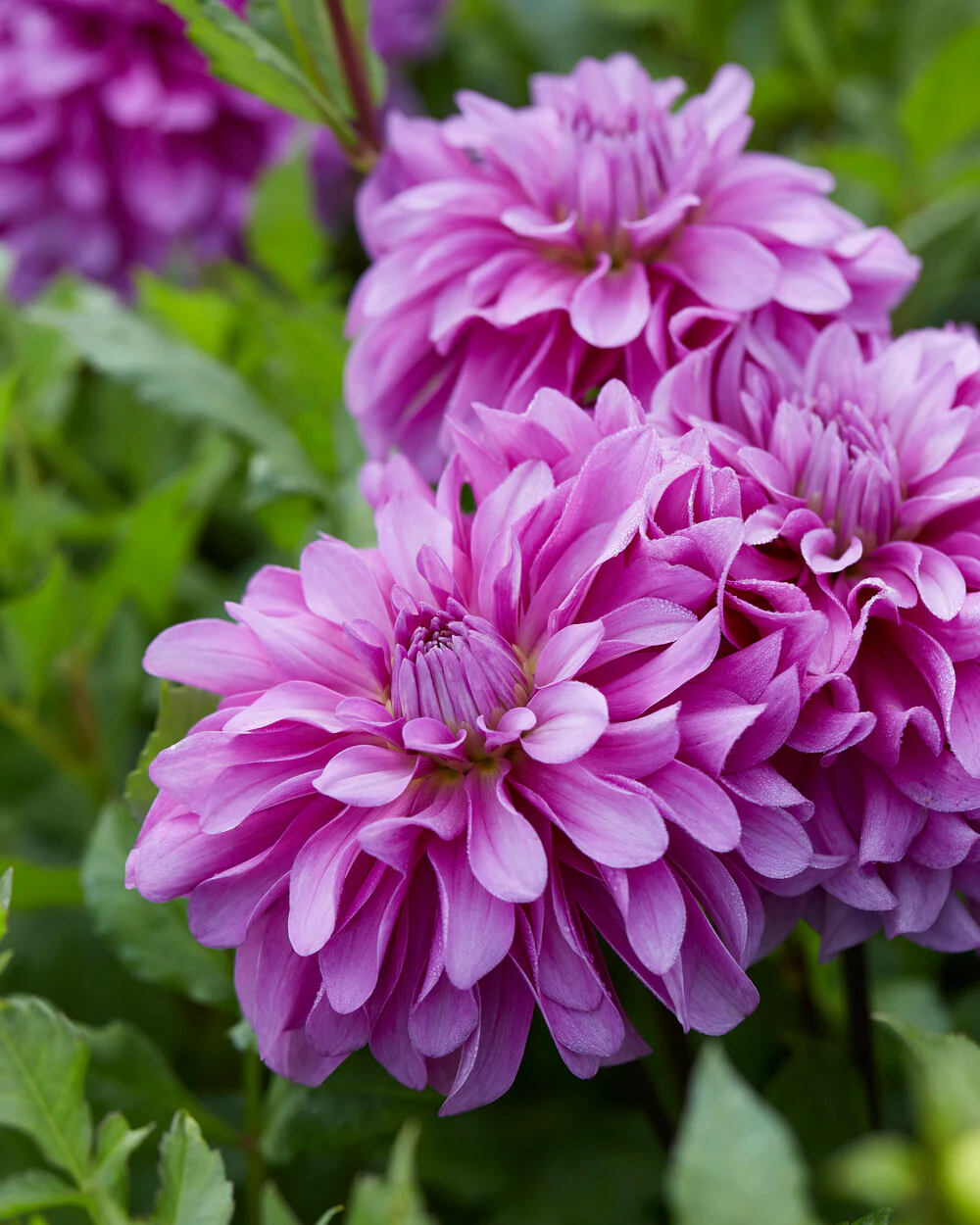 Dahlia 'Bluetiful' - Image 6