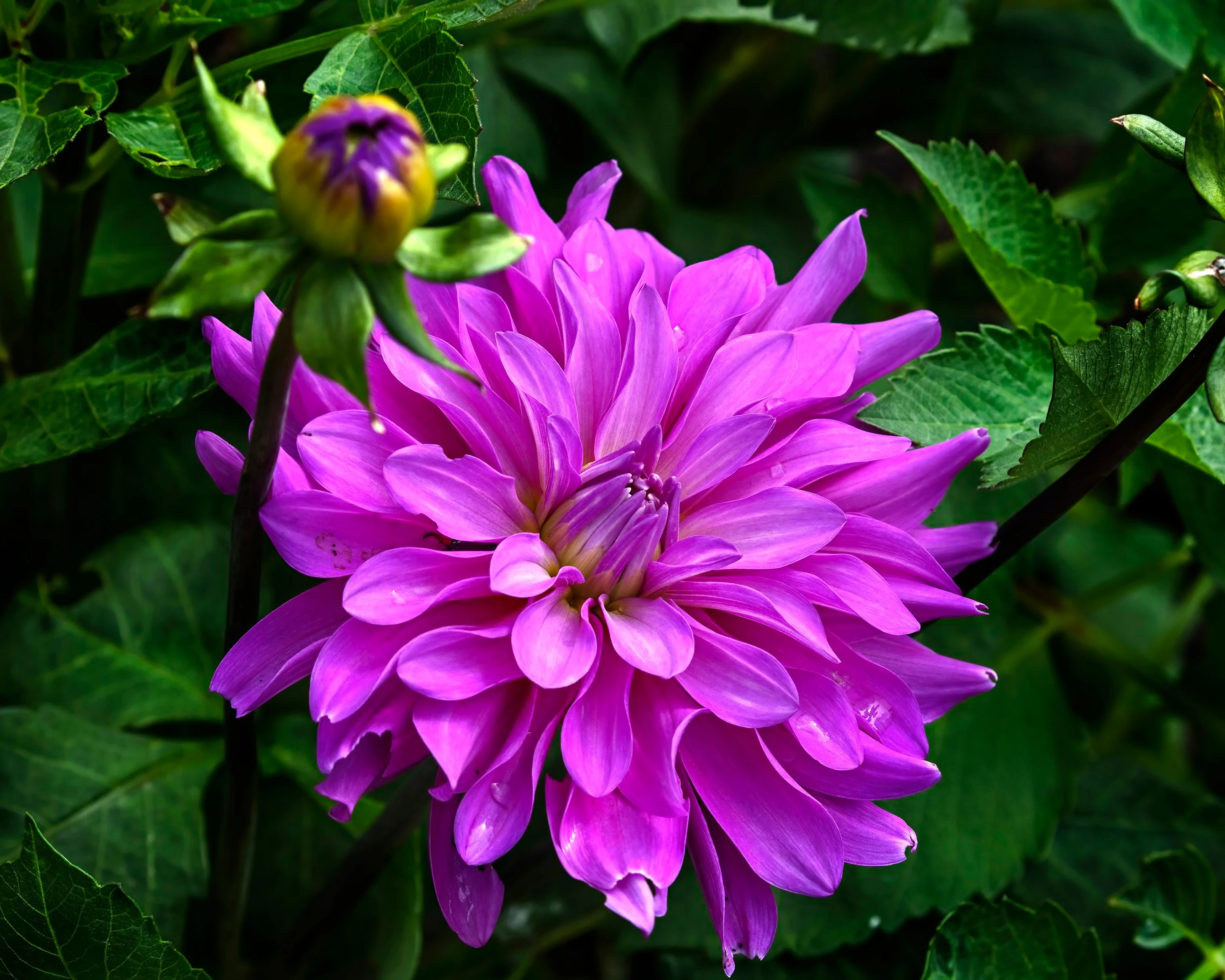 Dahlia 'Bluetiful' - Image 8