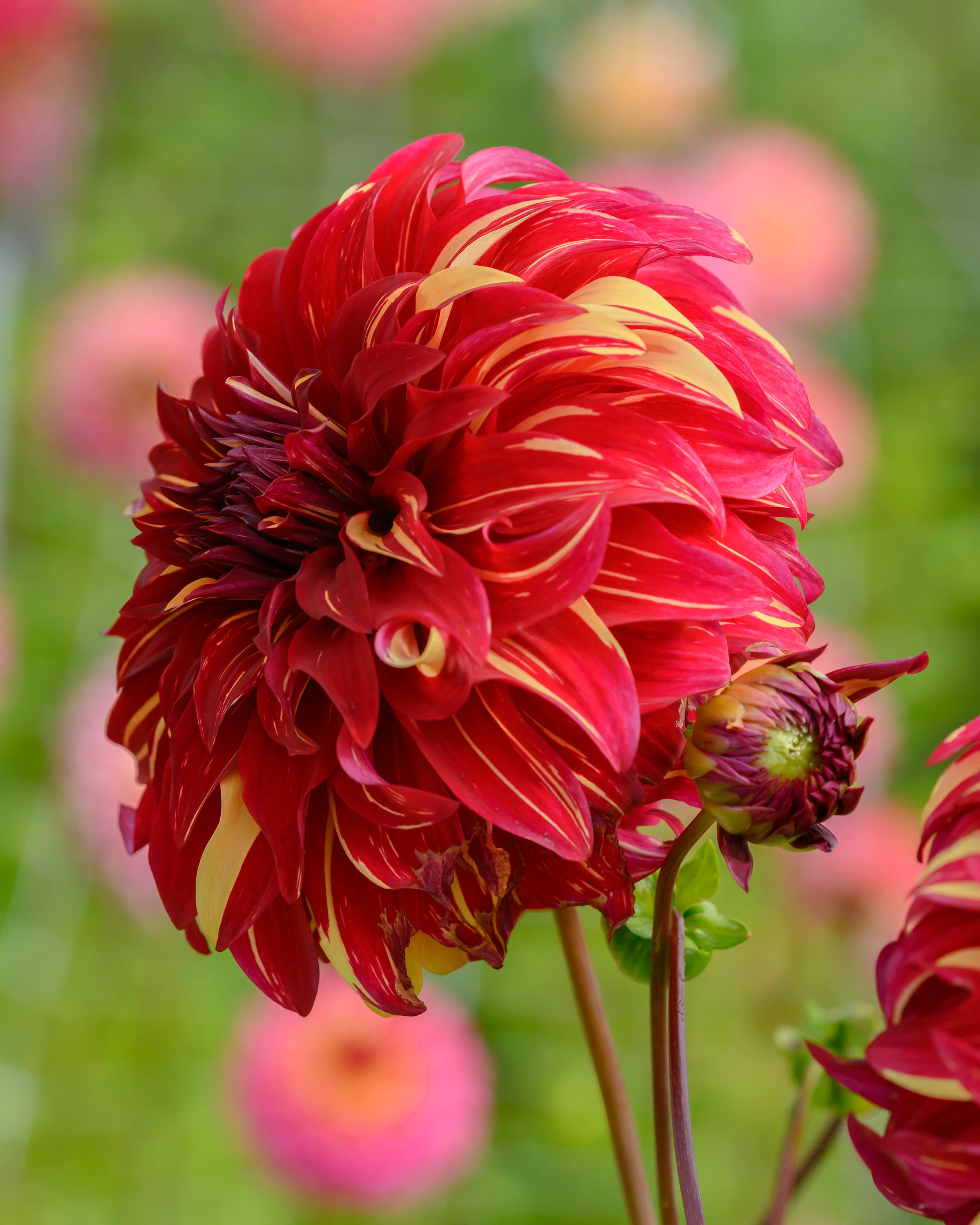 Dahlia 'Bohemian Spartacus' - Image 2