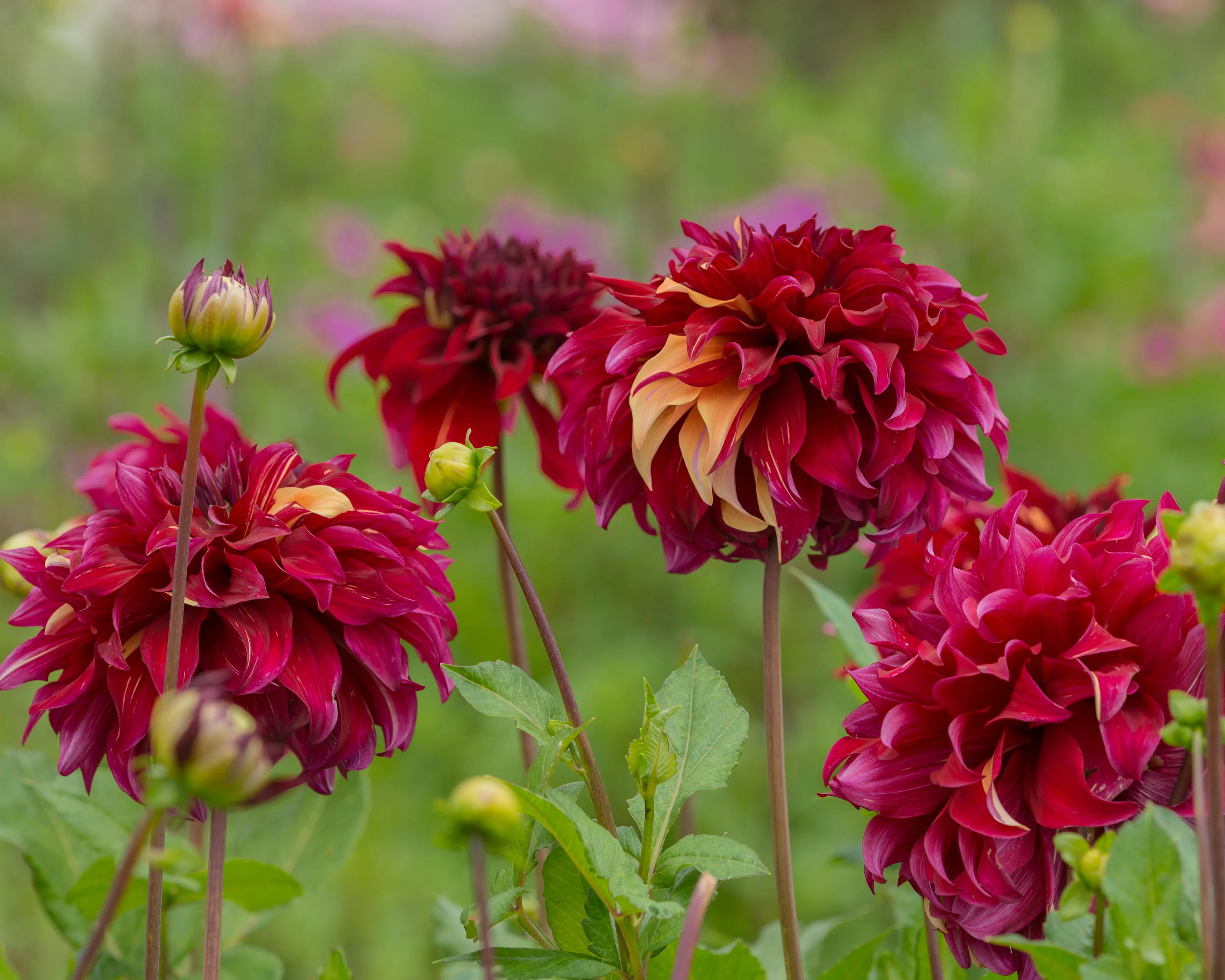 Dahlia 'Bohemian Spartacus' - Image 3
