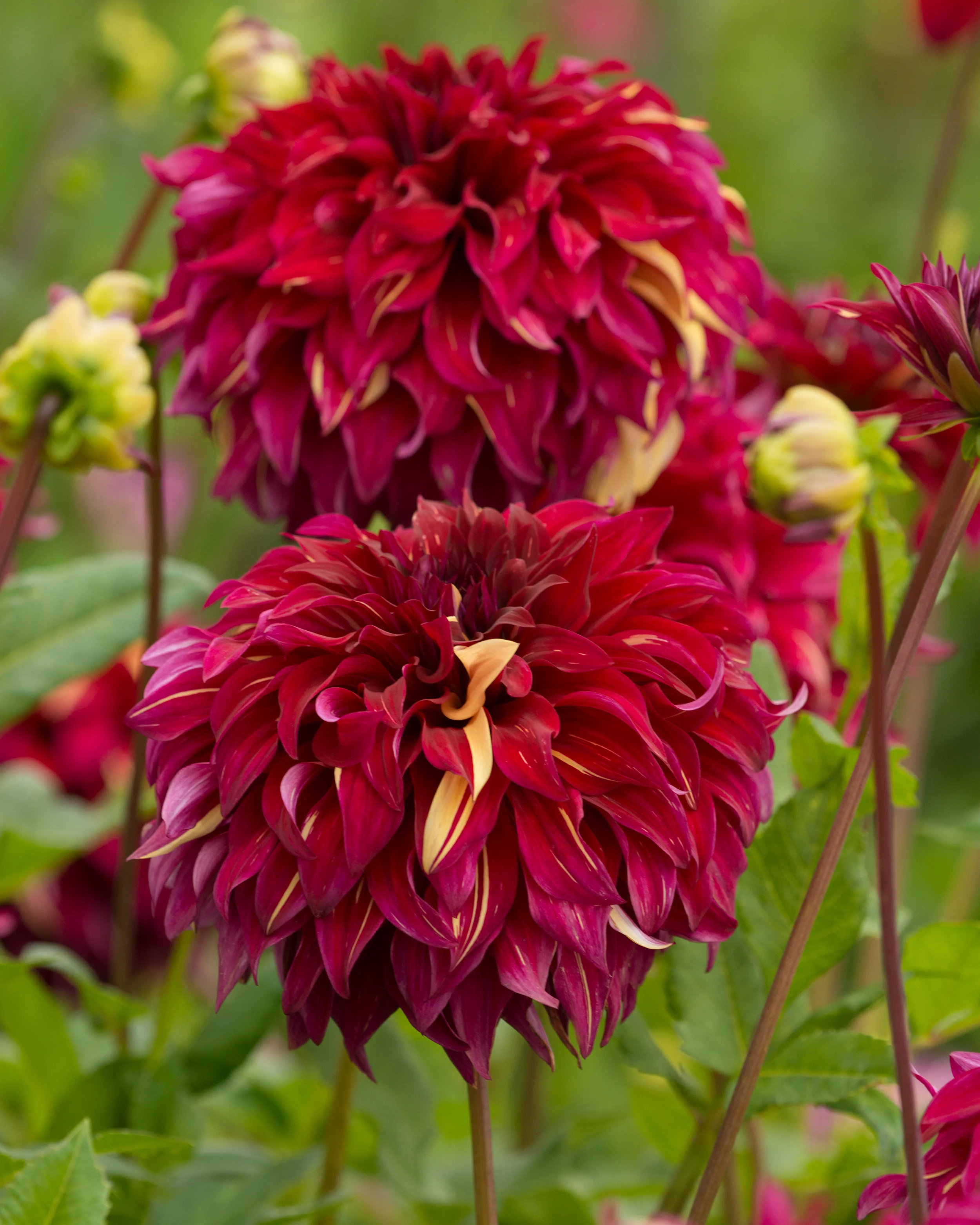 Dahlia 'Bohemian Spartacus' - Image 5