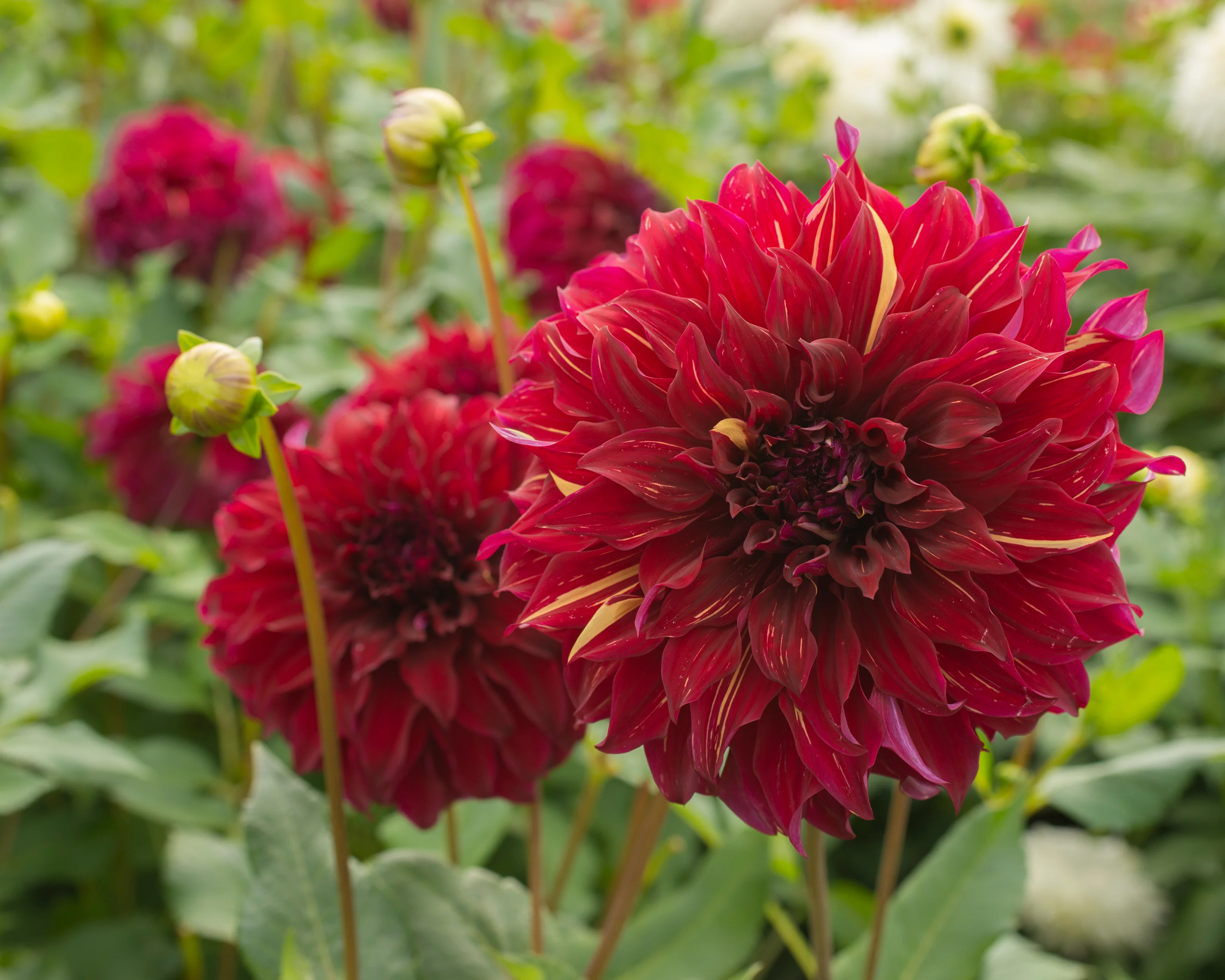 Dahlia 'Bohemian Spartacus' - Image 6
