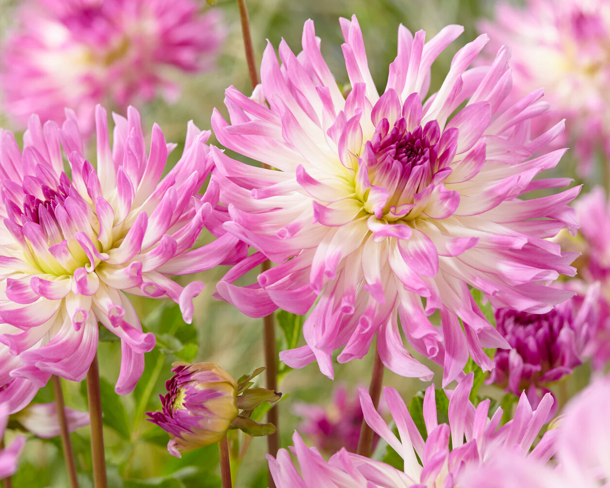 Dahlia 'Bold Accent' - Image 2