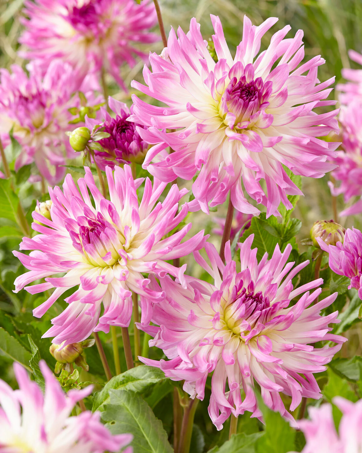 Dahlia 'Bold Accent' - Image 3