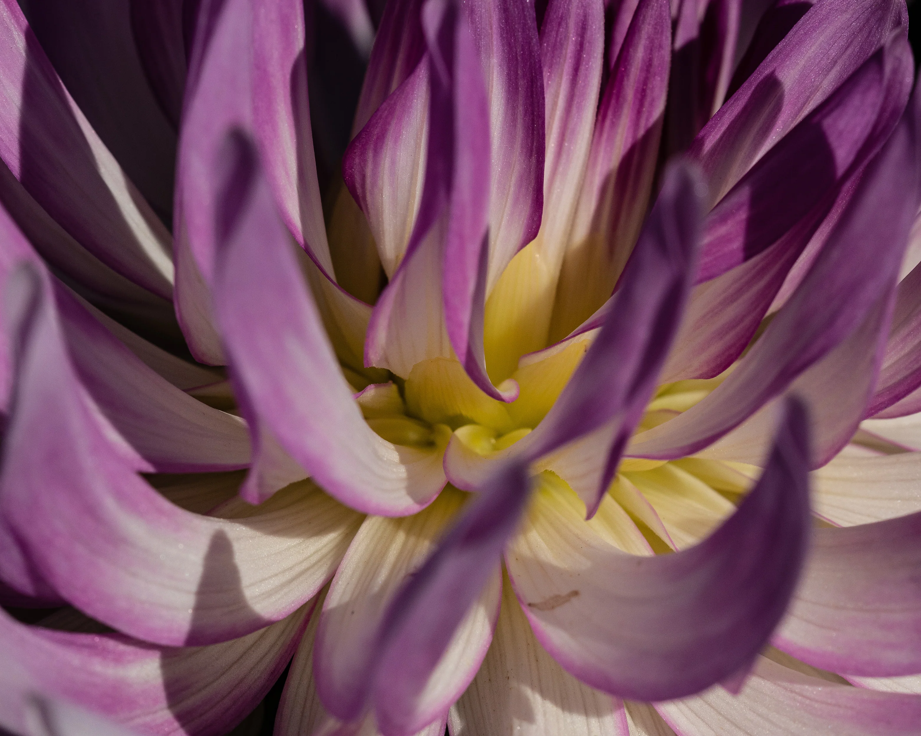 Dahlia 'Bold Accent' - Image 6