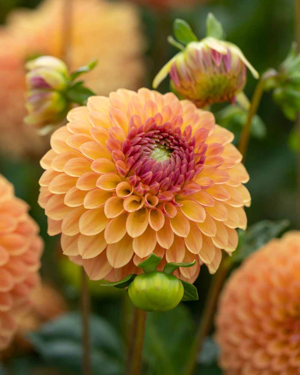 Dahlia 'Bonanza' - Image 2