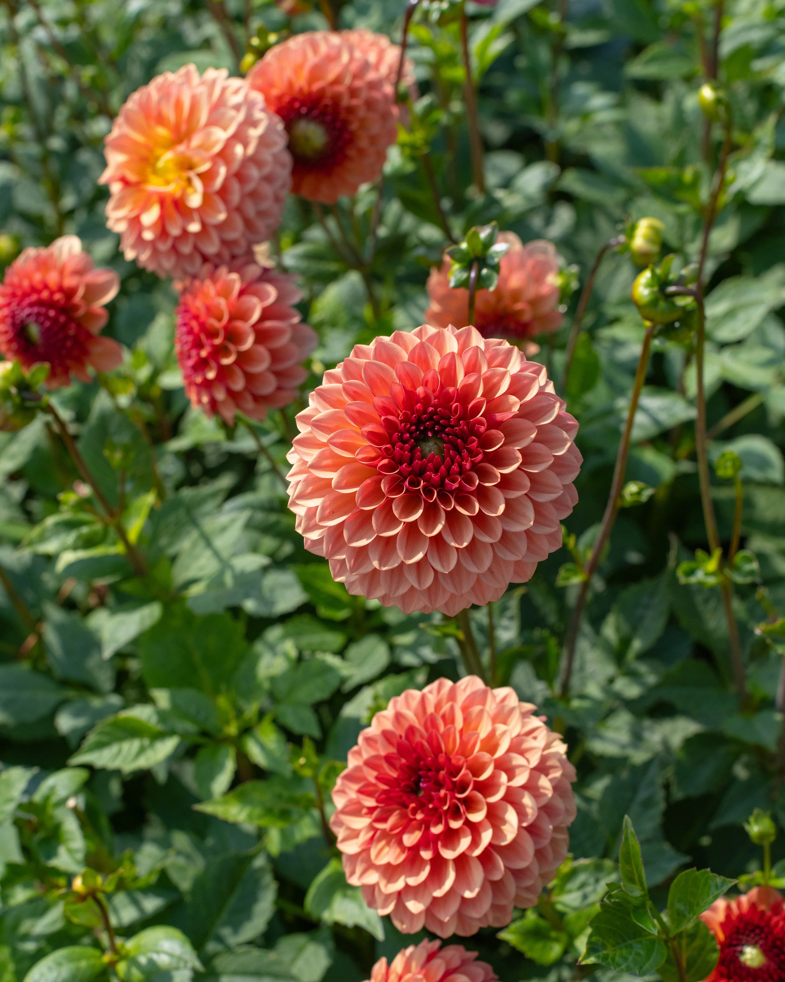 Dahlia 'Bonanza' - Image 5