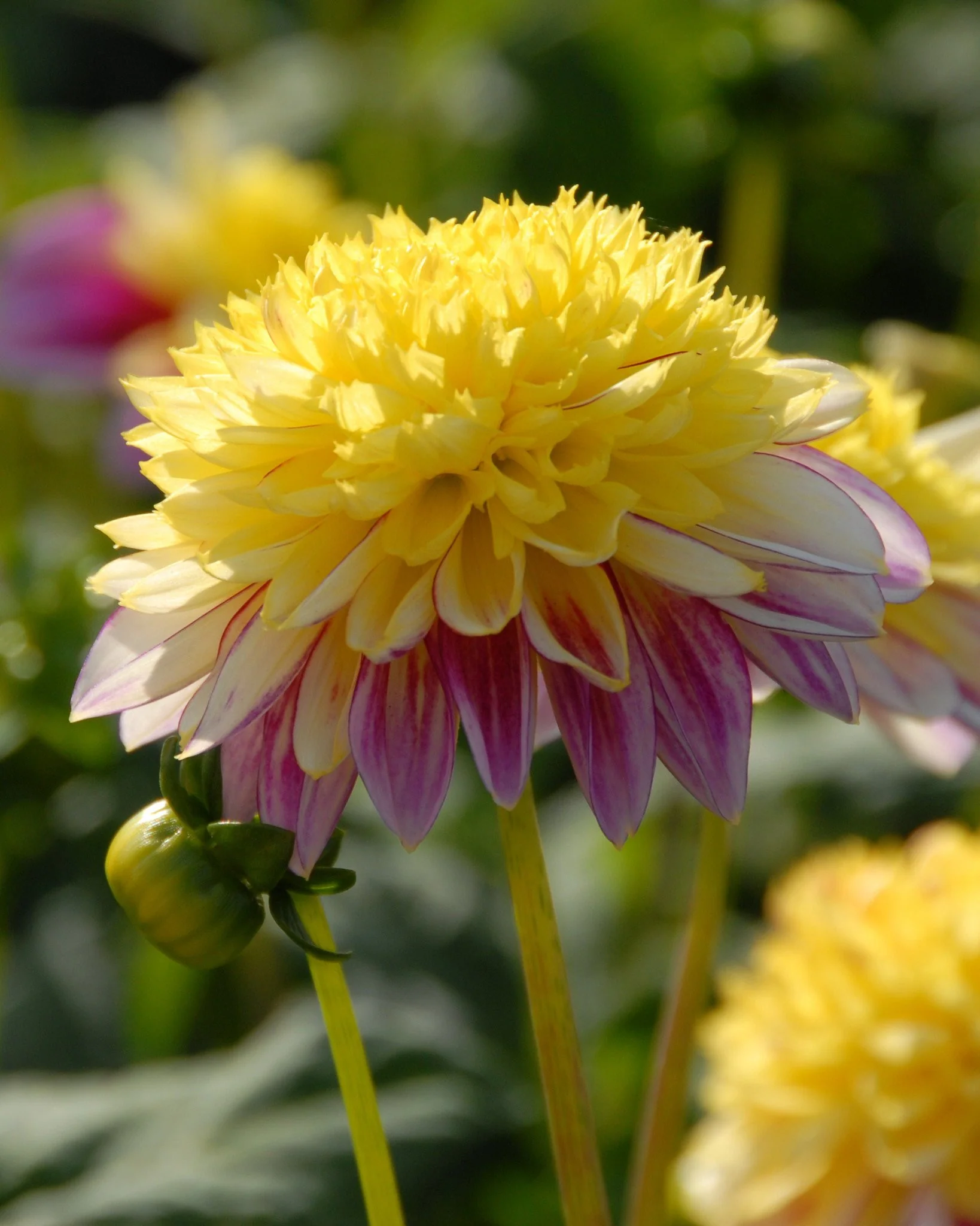 Dahlia 'Boogie Woogie' - Image 2