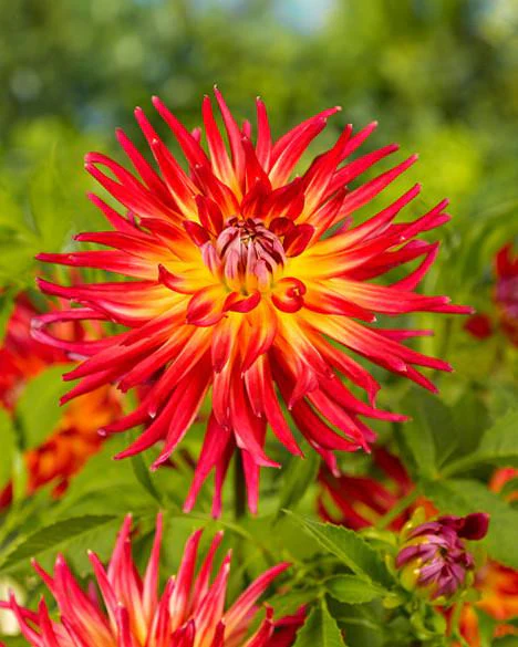 Dahlia 'Bora Bora' - Image 3