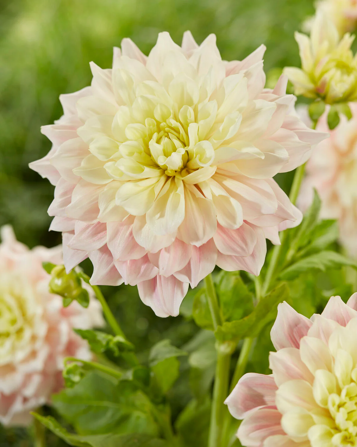 Dahlia 'Break Out' - Image 10