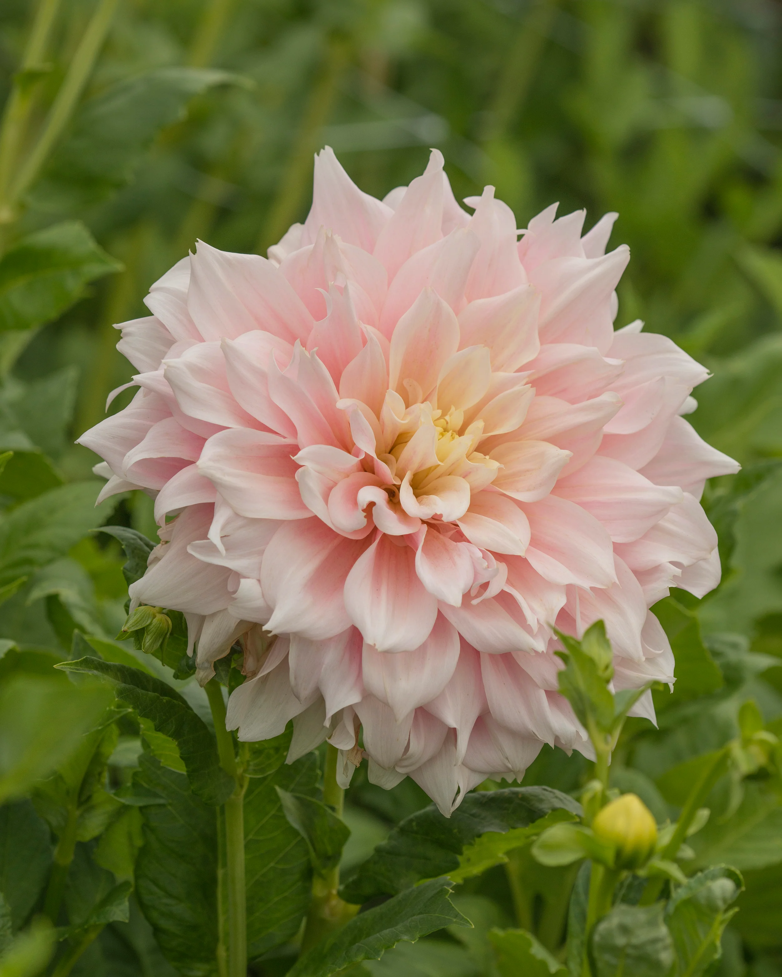 Dahlia 'Break Out' - Image 2