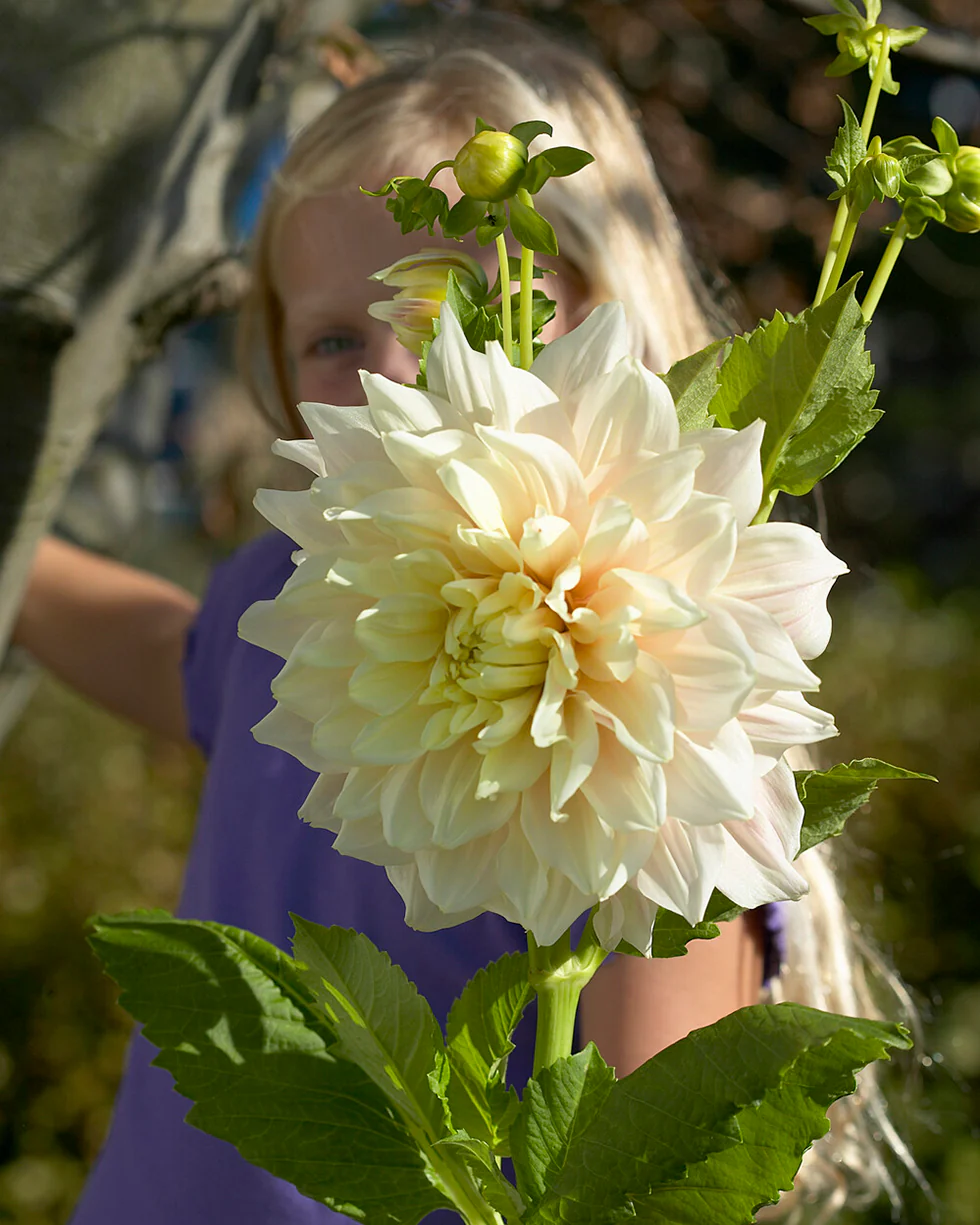 Dahlia 'Break Out' - Image 4